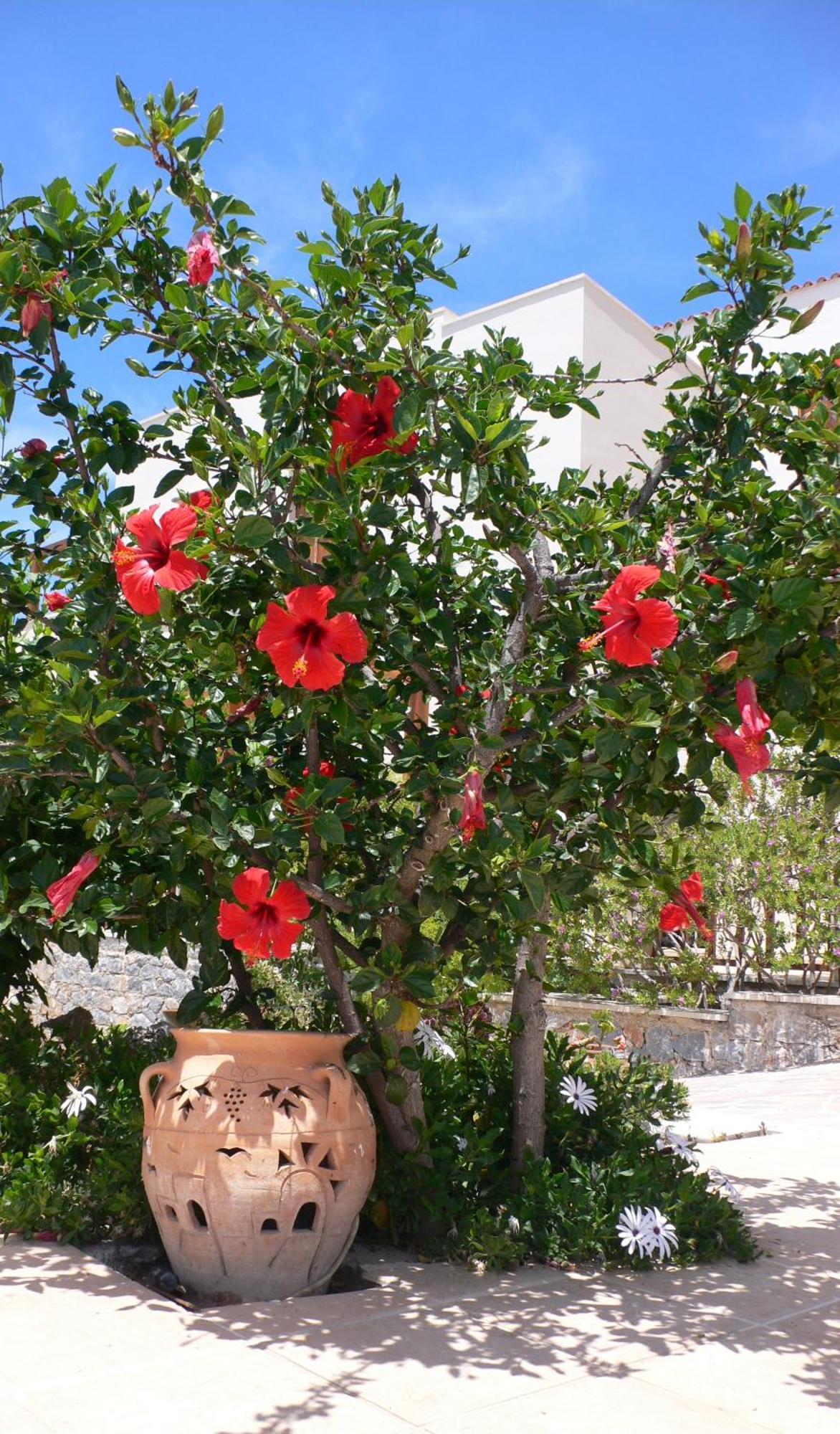 Stefanos Village 3* Mirthios (Agios Vasileios)