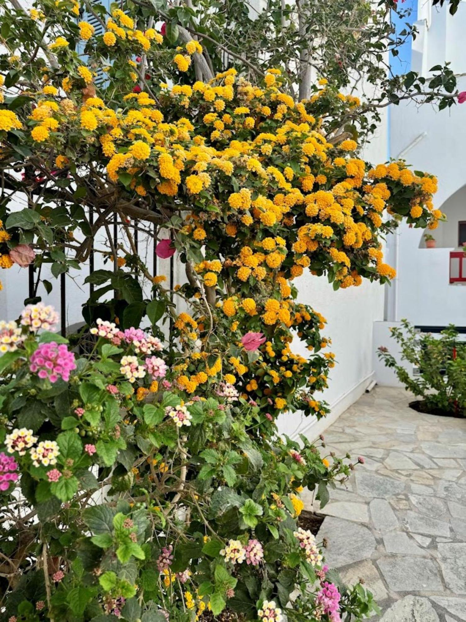 Elisso's Philoxenia 4*