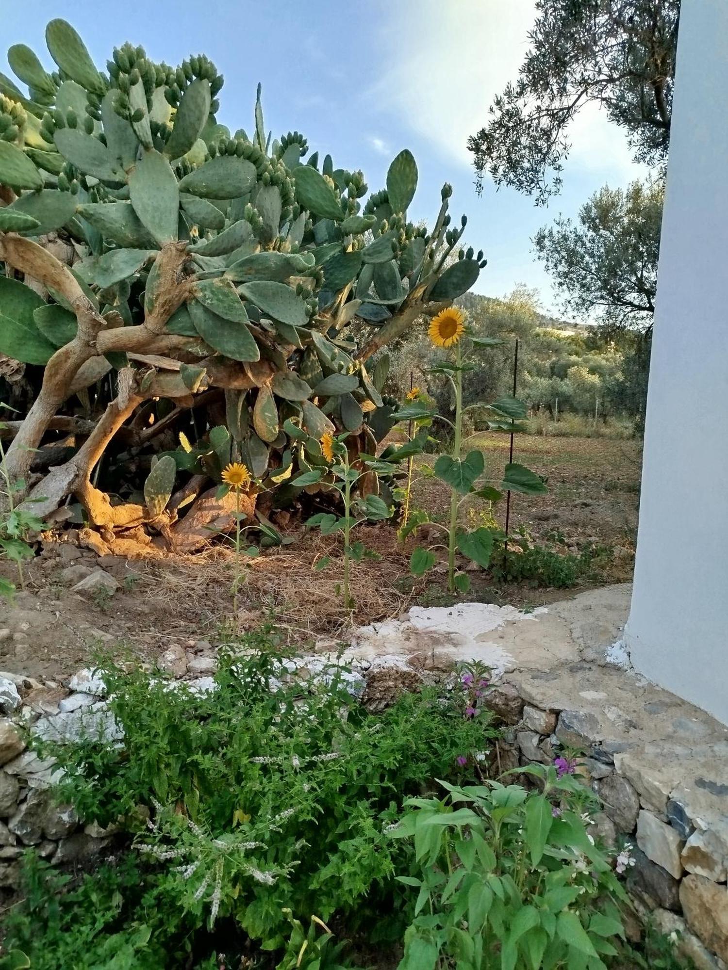 Grandpa's Place Holiday home Lagoudi Zia