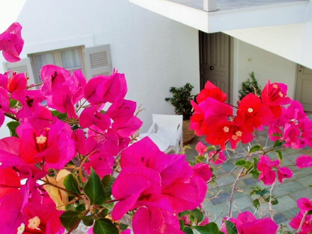 Despina's Mare 3* Naousa (Paros)