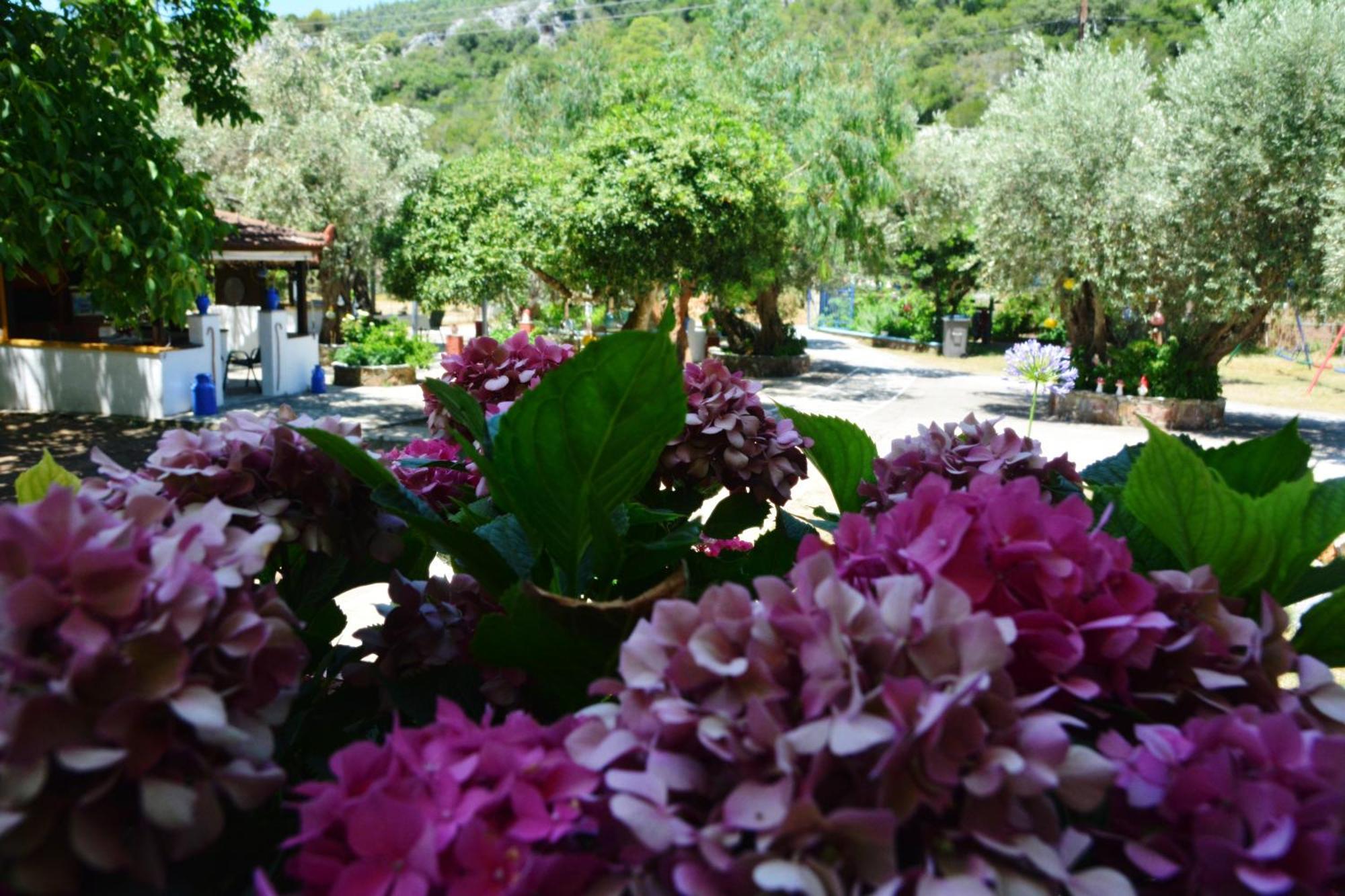 Guest house Spiros Panormos (Skopelos)