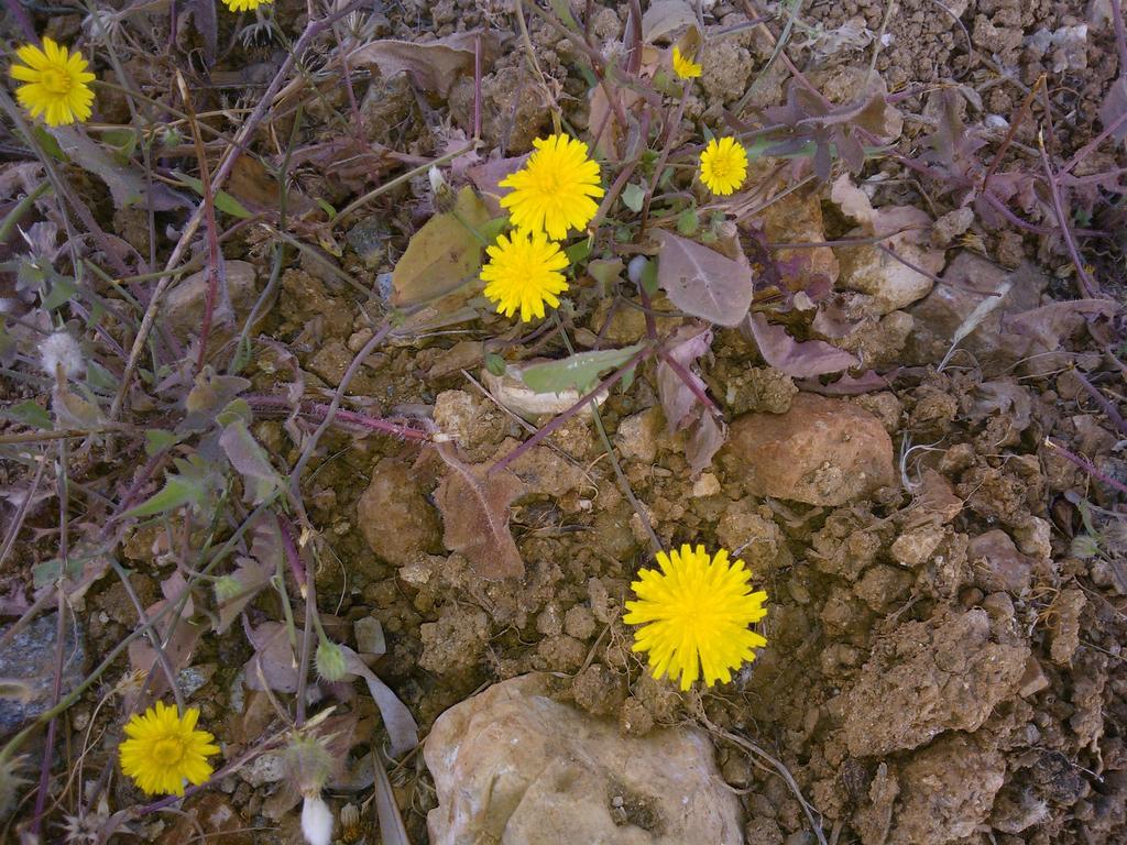 Evdokia * Platis Gialos (Sifnos)