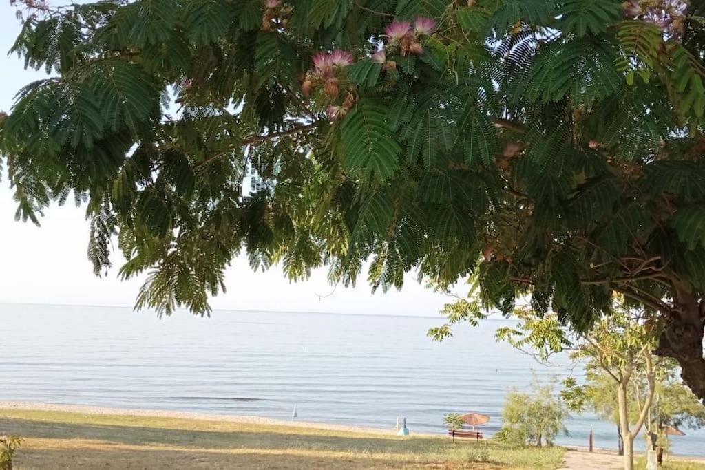 Pomegranate Seaside Corner