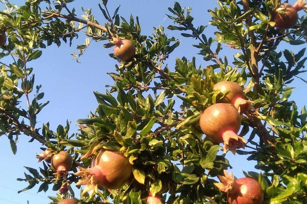 Pomegranate Seaside Corner Holiday home