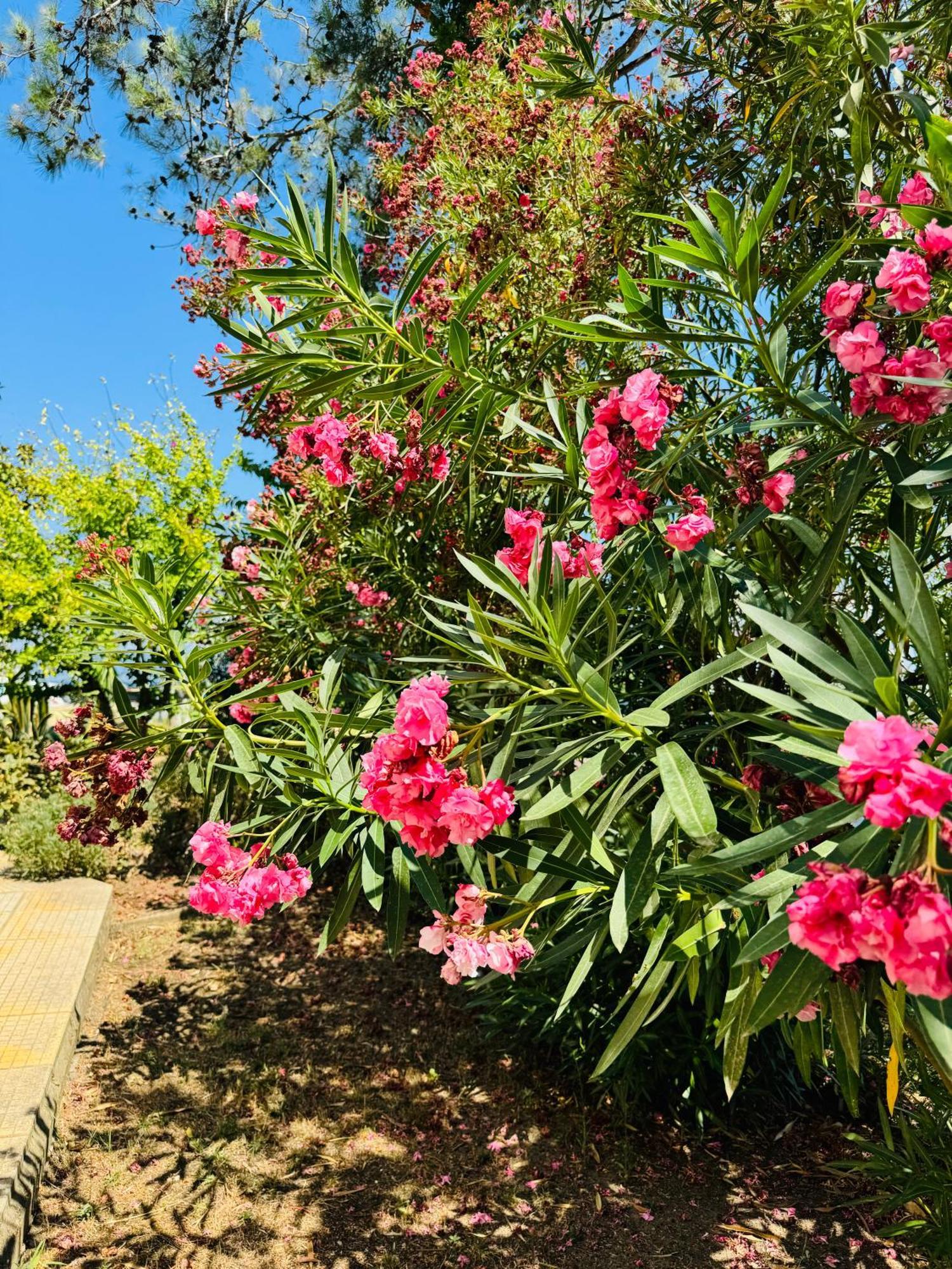 Holiday home Garden *
