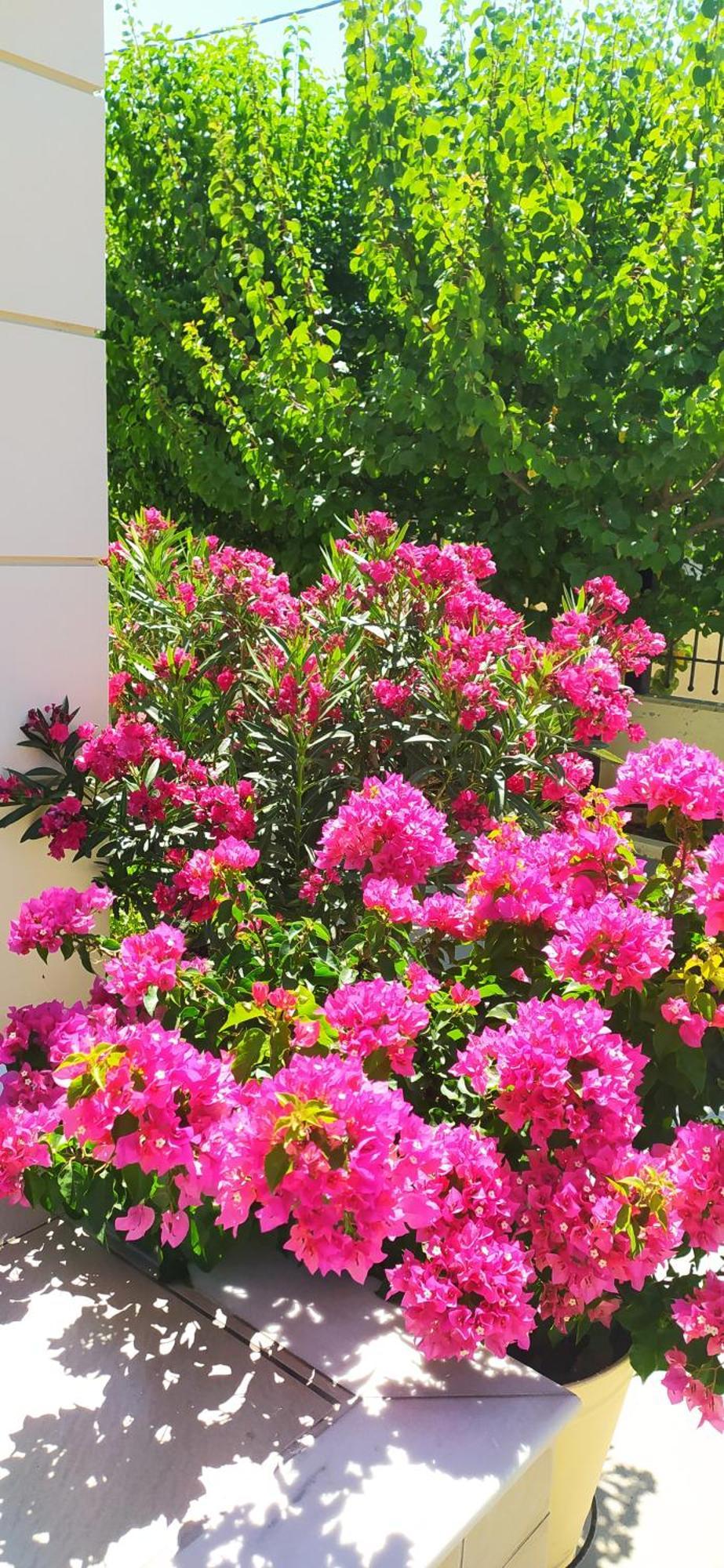 Ilida Apartment Kourouta