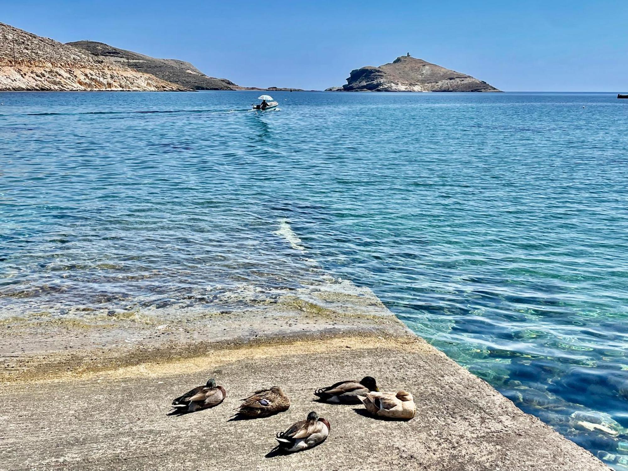 Maroniti * Panormos (Tinos)