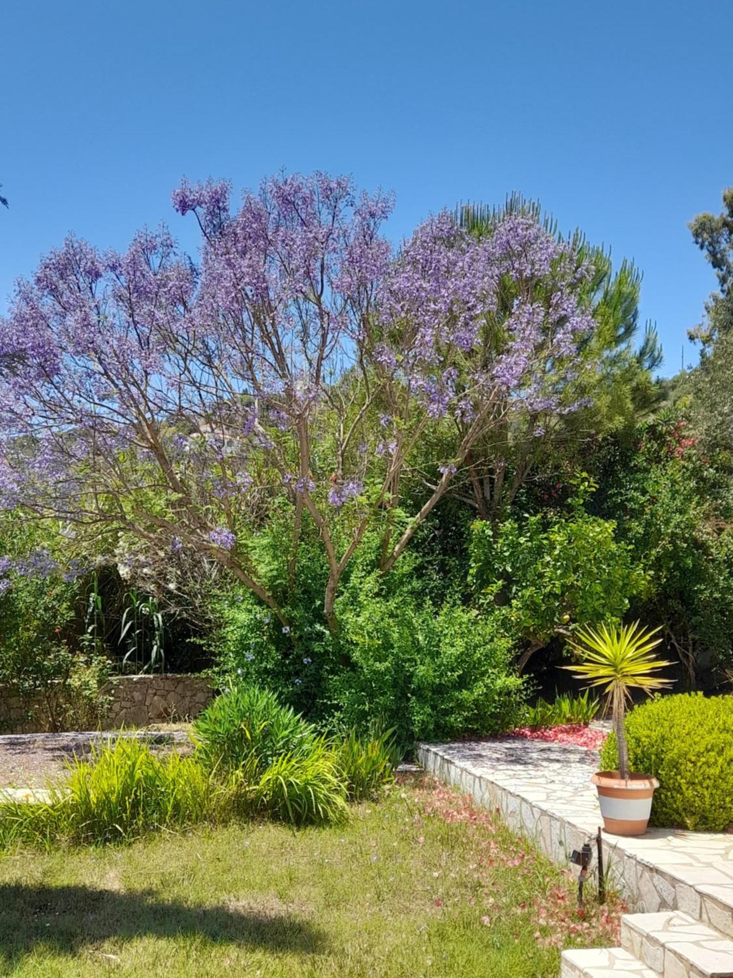 Holiday home Lemon Tree