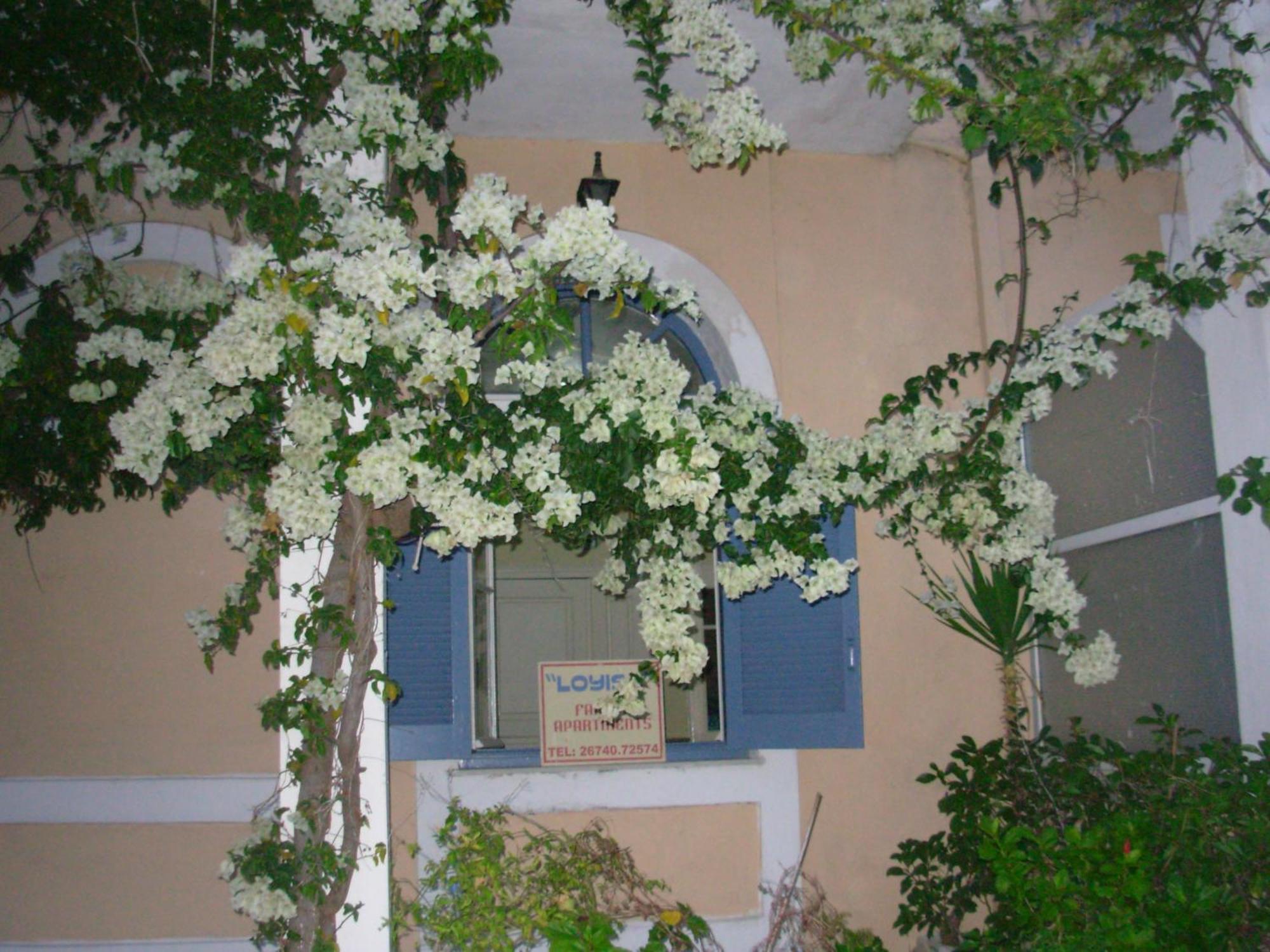 Louisa Poros (Kefalonia)