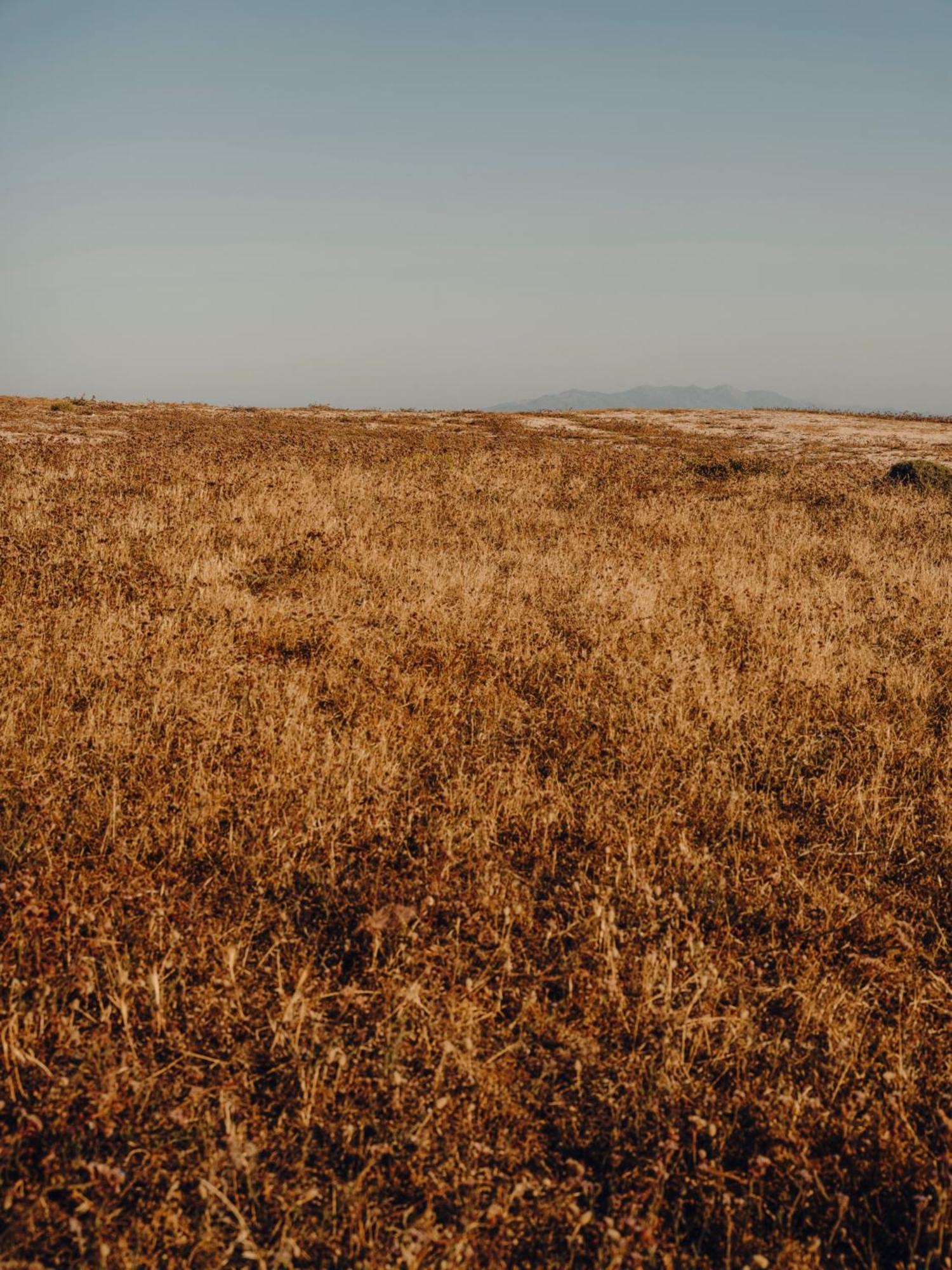 The Wild By Interni Kalafatis
