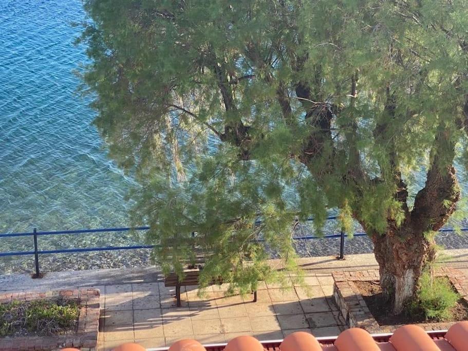 κοράλι, παραλία λίμνης * Limni (Evia)