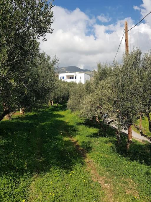 Olive Grove Serenity * Agia Galini (Crete)