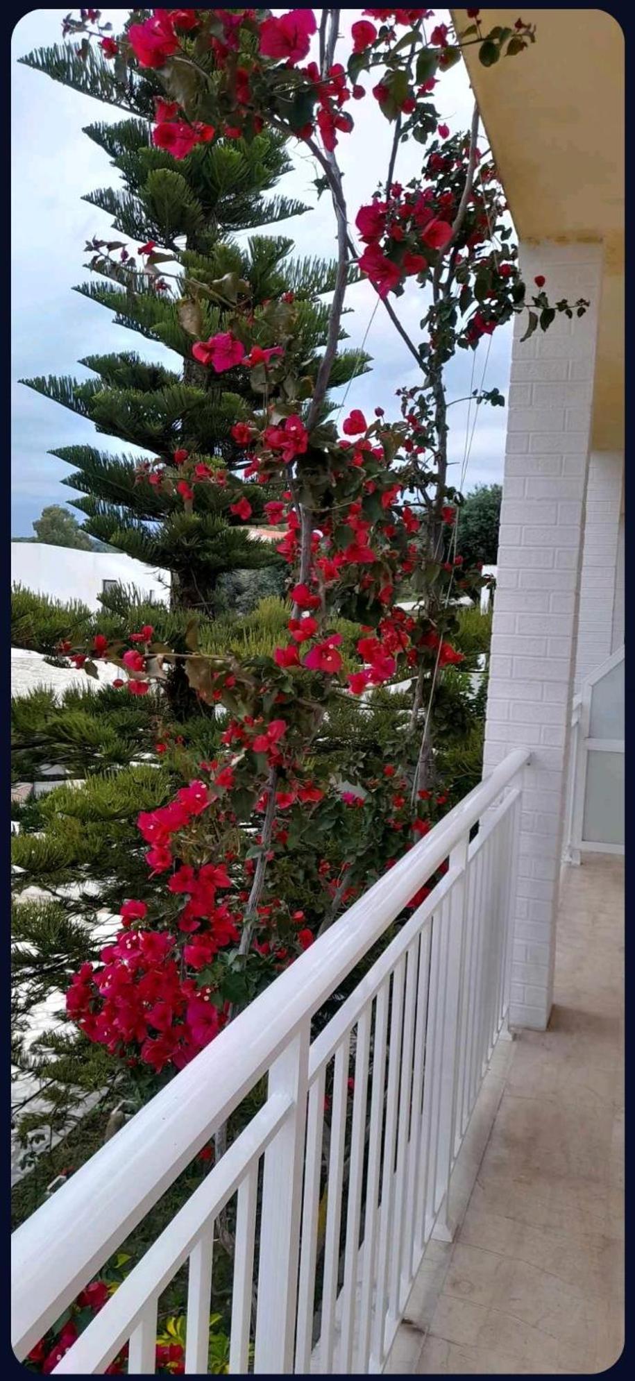Apartment Angelos Aparts11 Arillas (Corfu)