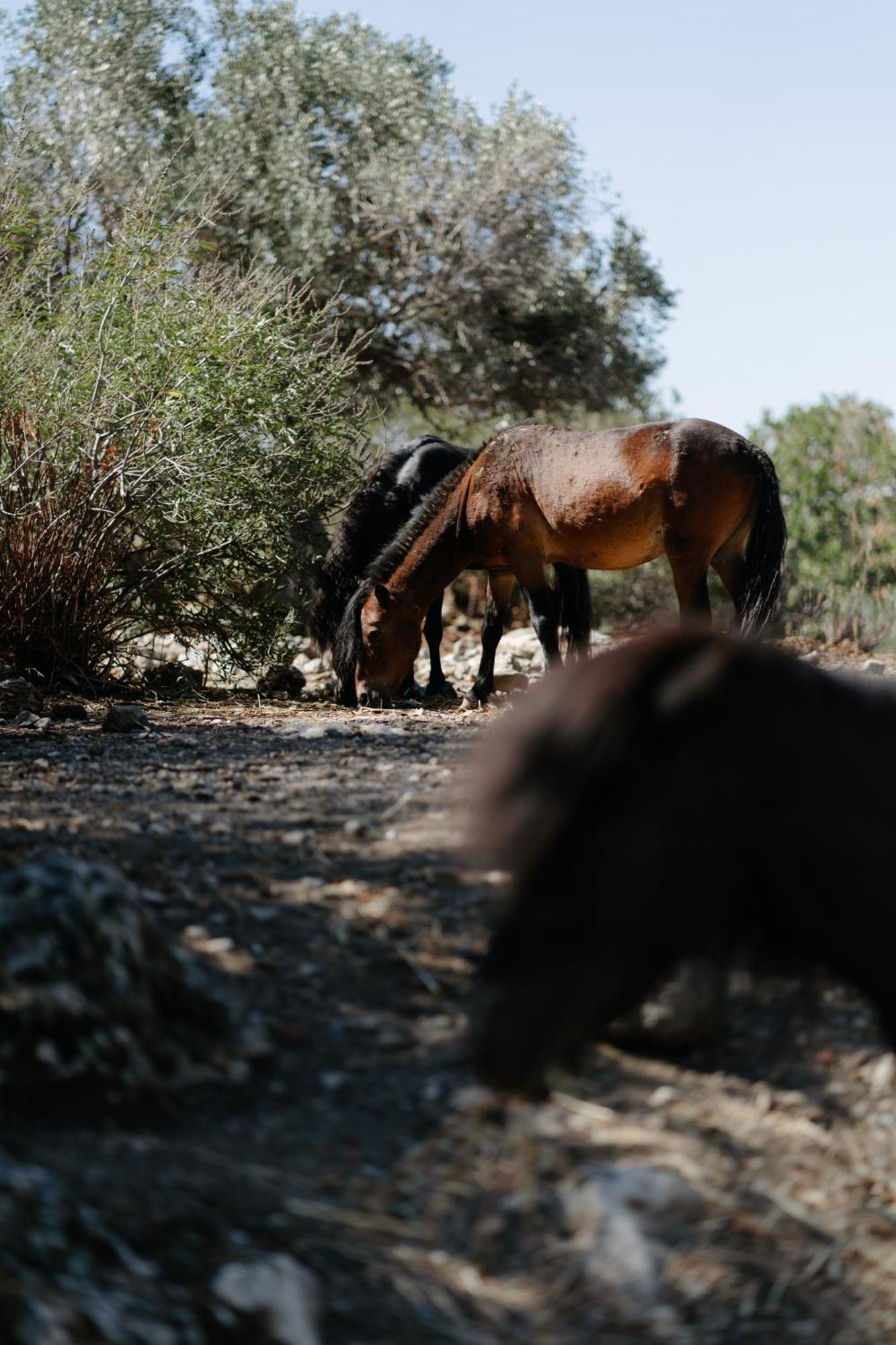 Guest house Pnoes Skyros