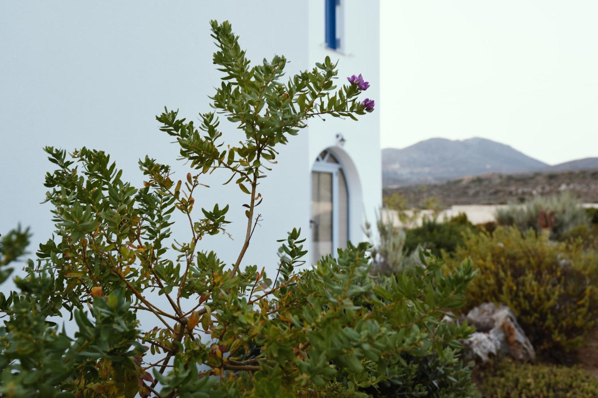 Anemes