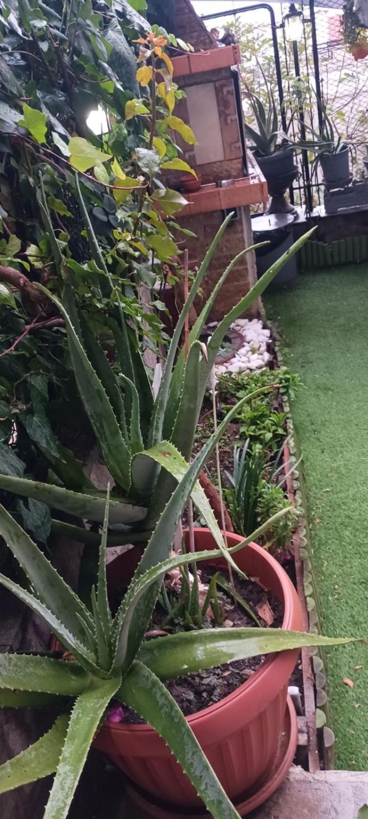 Garden's House