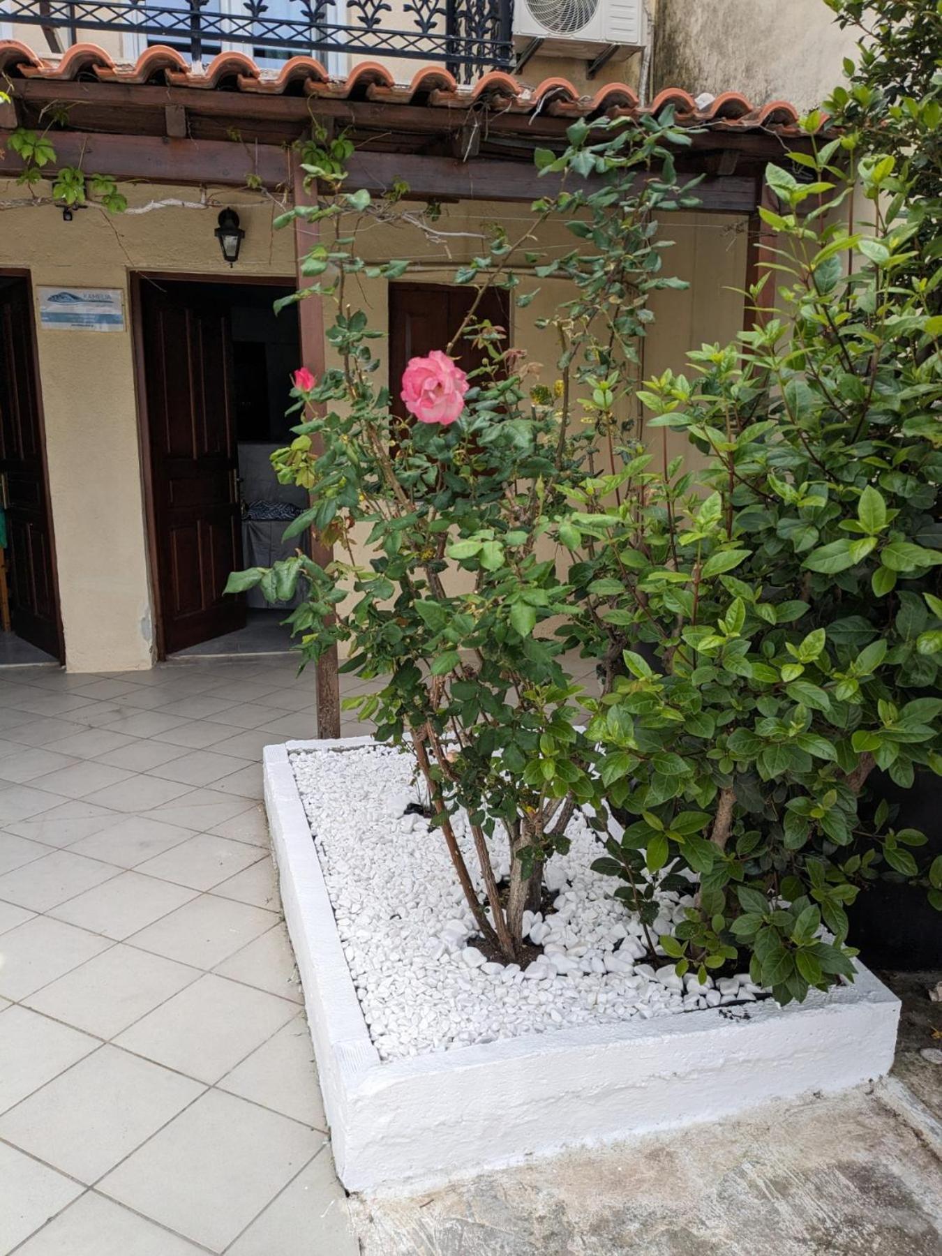Apartment Kamelia Kokkari