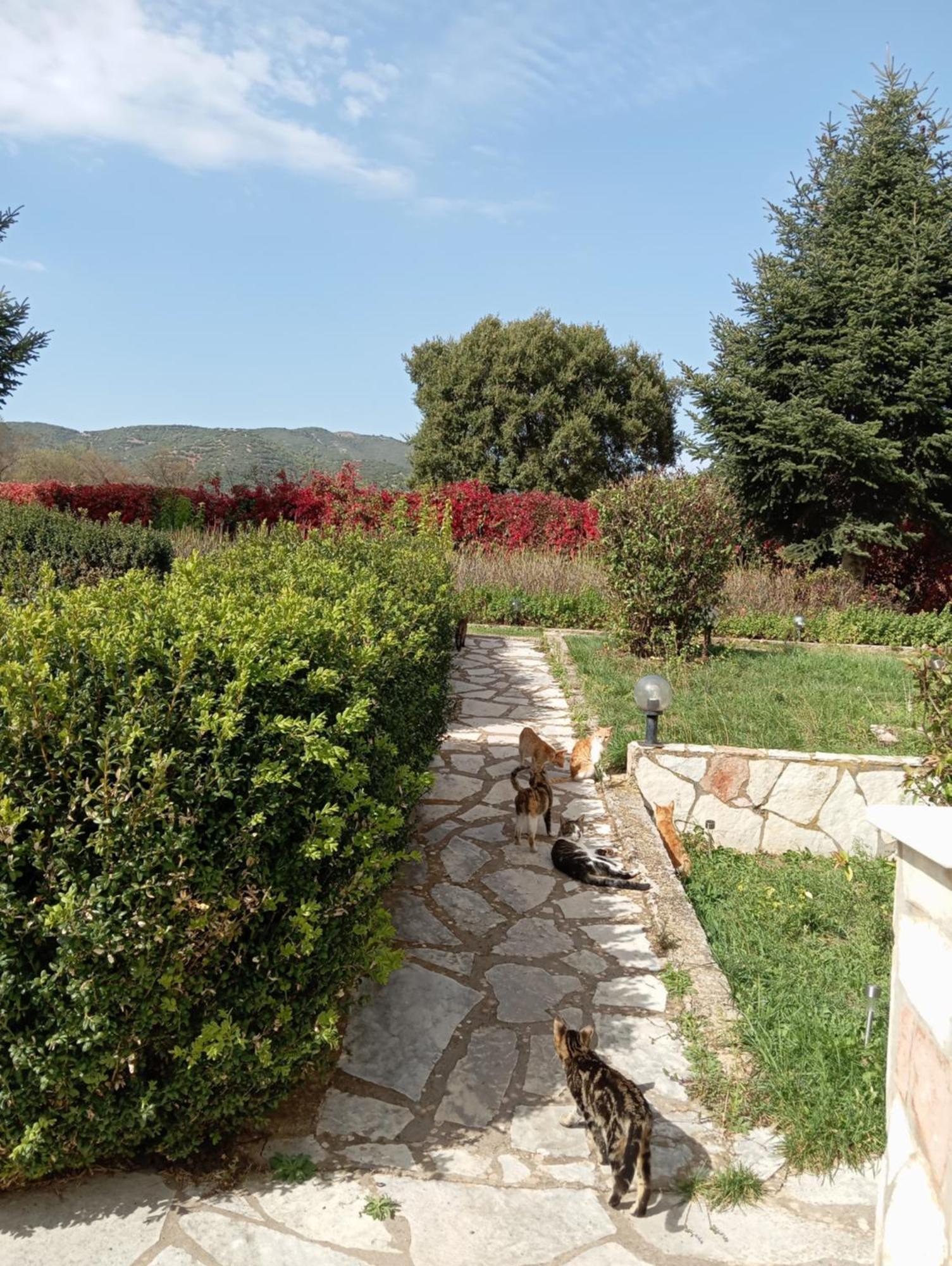 Valia Guest house Kalavryta
