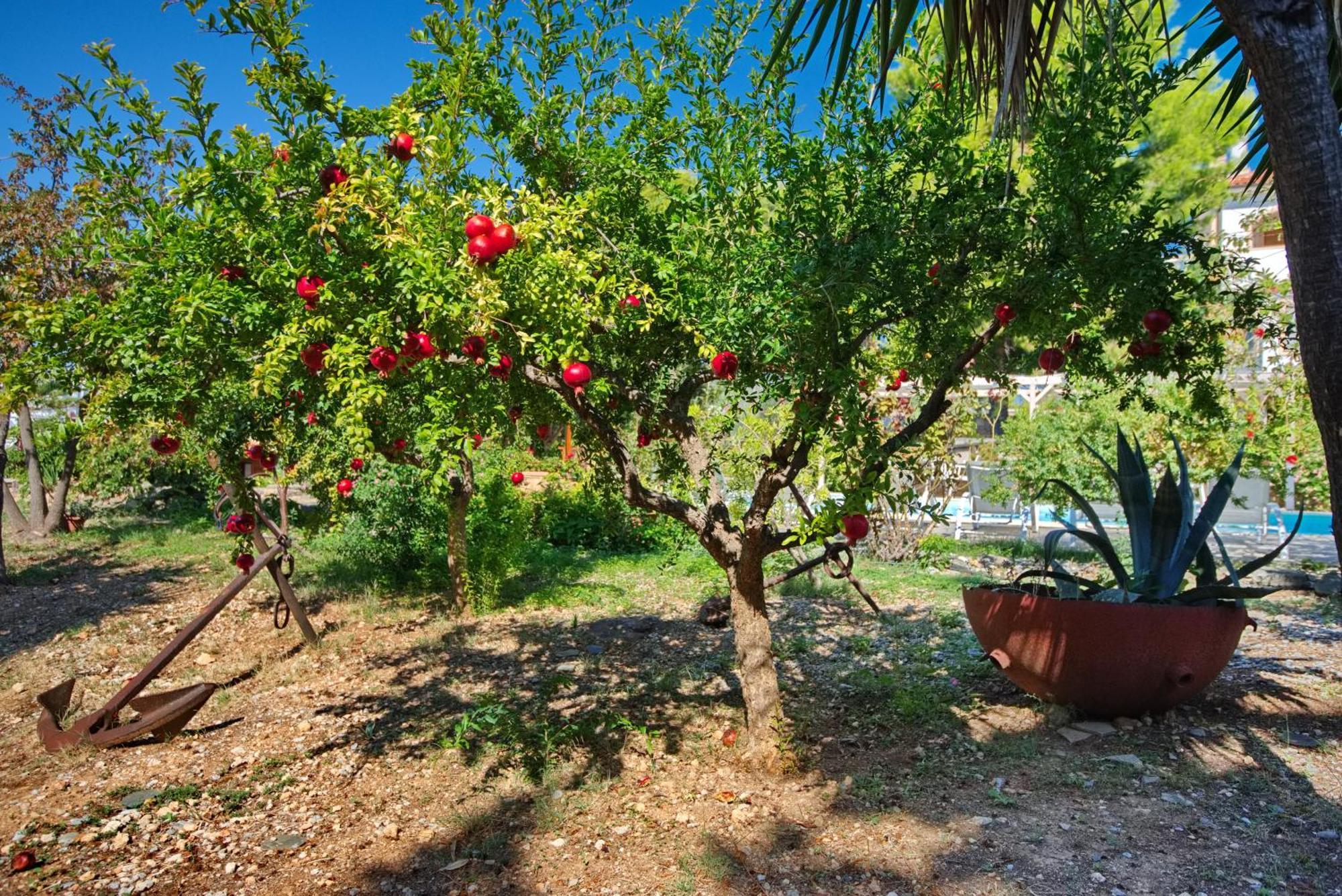 Villa Kamelia Votsi (Alonnisos)