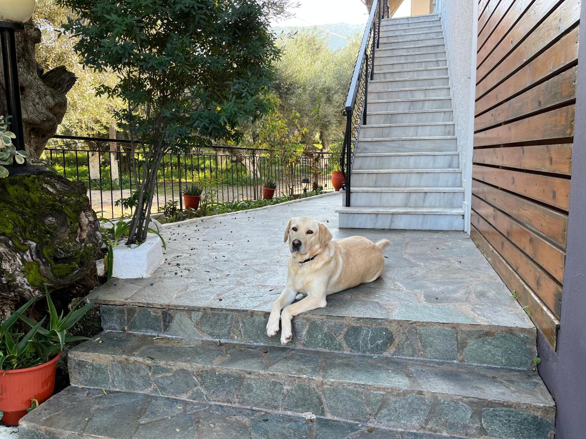 Nikos Apartment