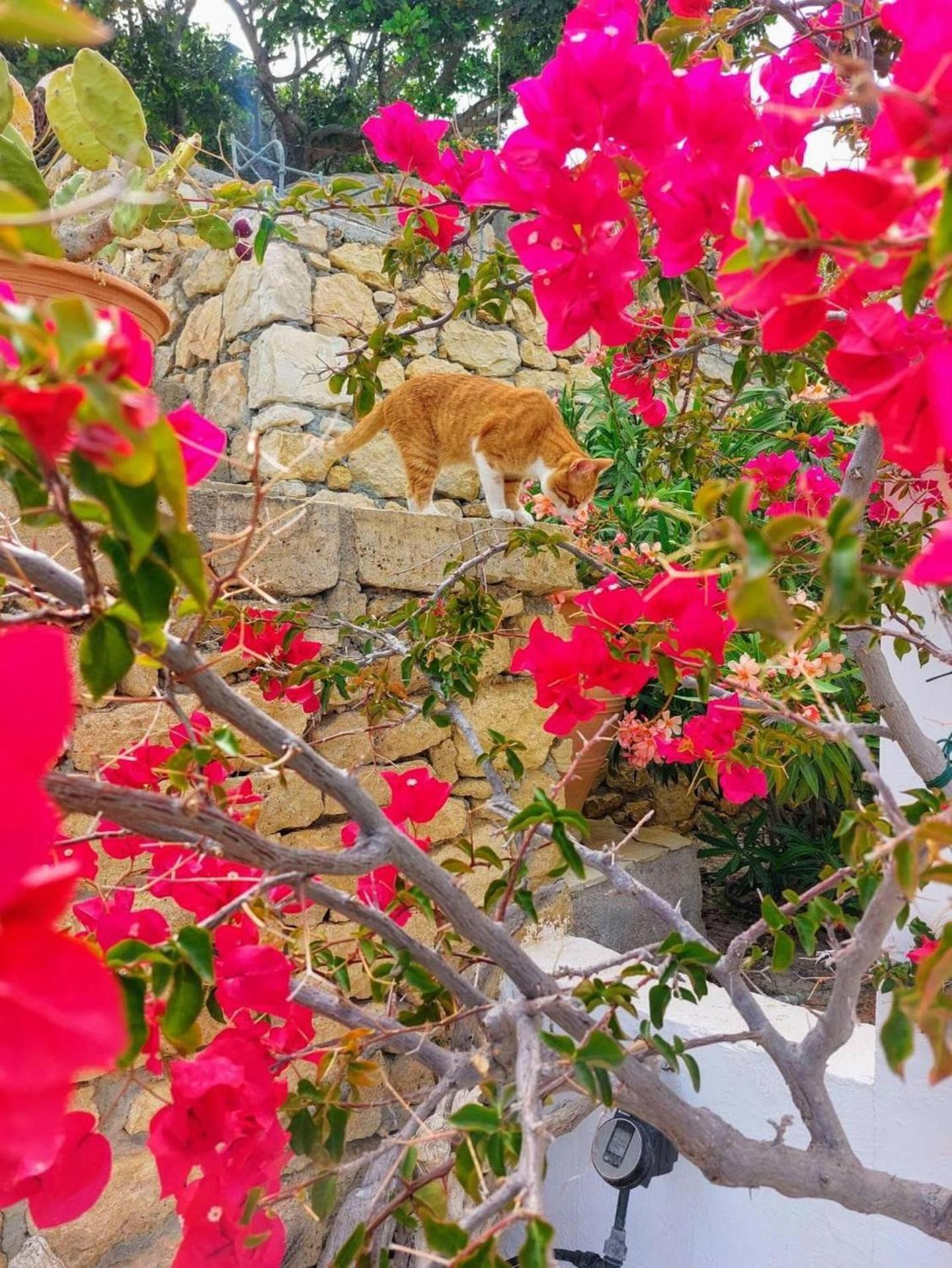 Tranquil With Sea View In Ammopi Karpathos *