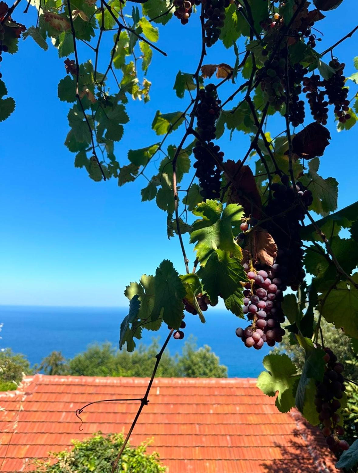 Om Living Pelion *