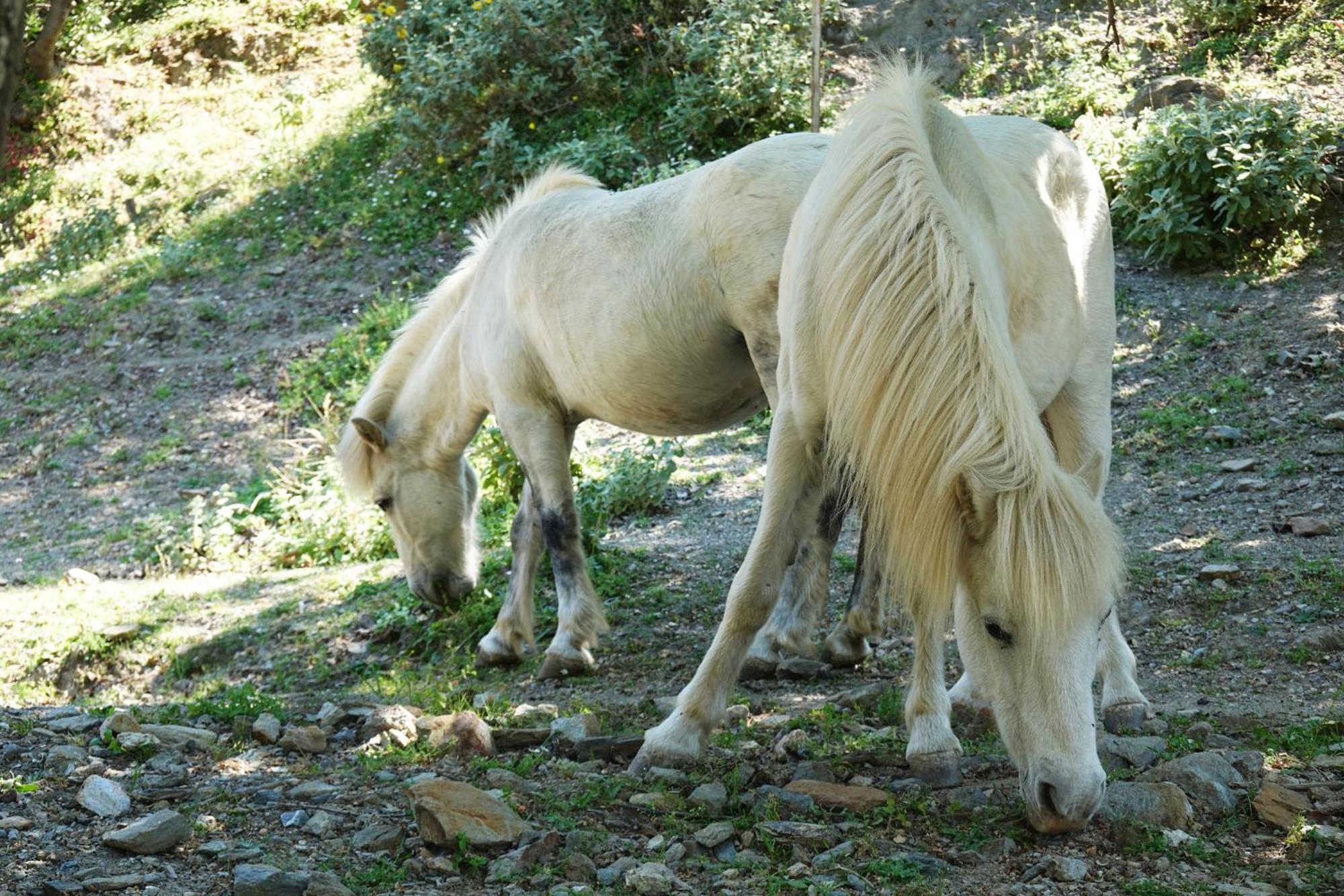 Refuge Skyros