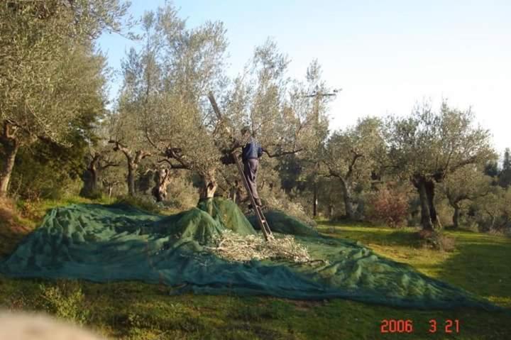 Bed & Breakfast Hellas Palace Center Sparta