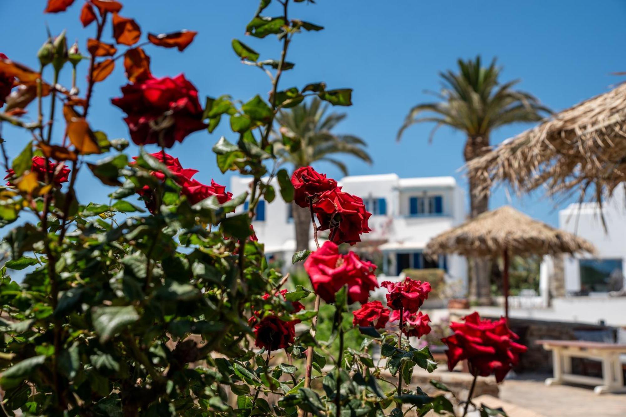 Aparthotel Stella Naxos Island Agia Anna (Naxos)