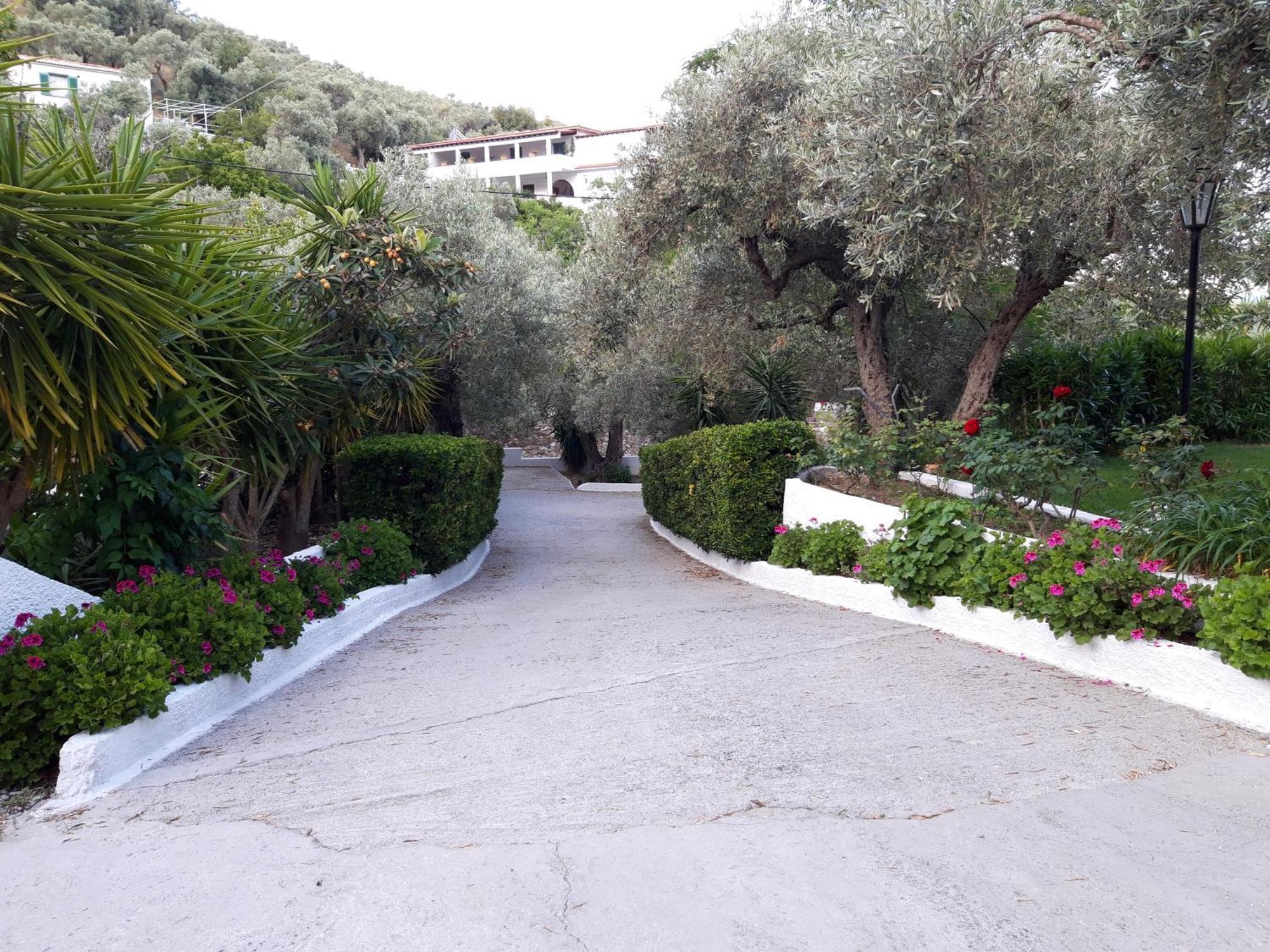 Olive Grove View