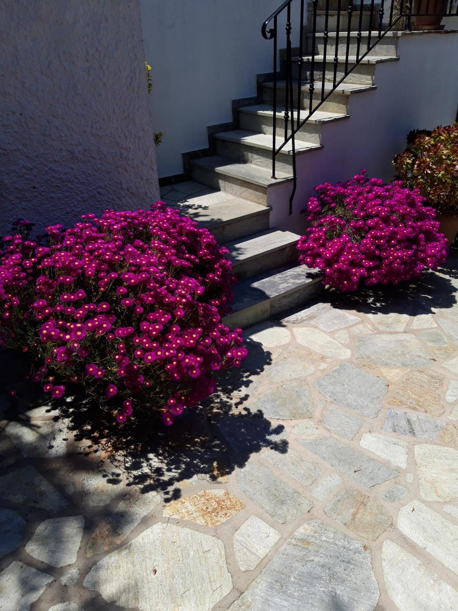 Apartment Olive Grove View