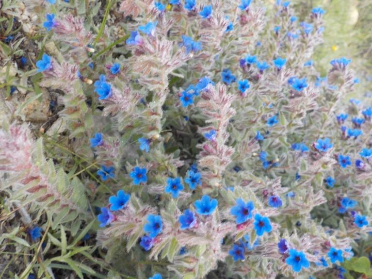 Emarmene Agrotouristic In Rhodes Nature * Afantou