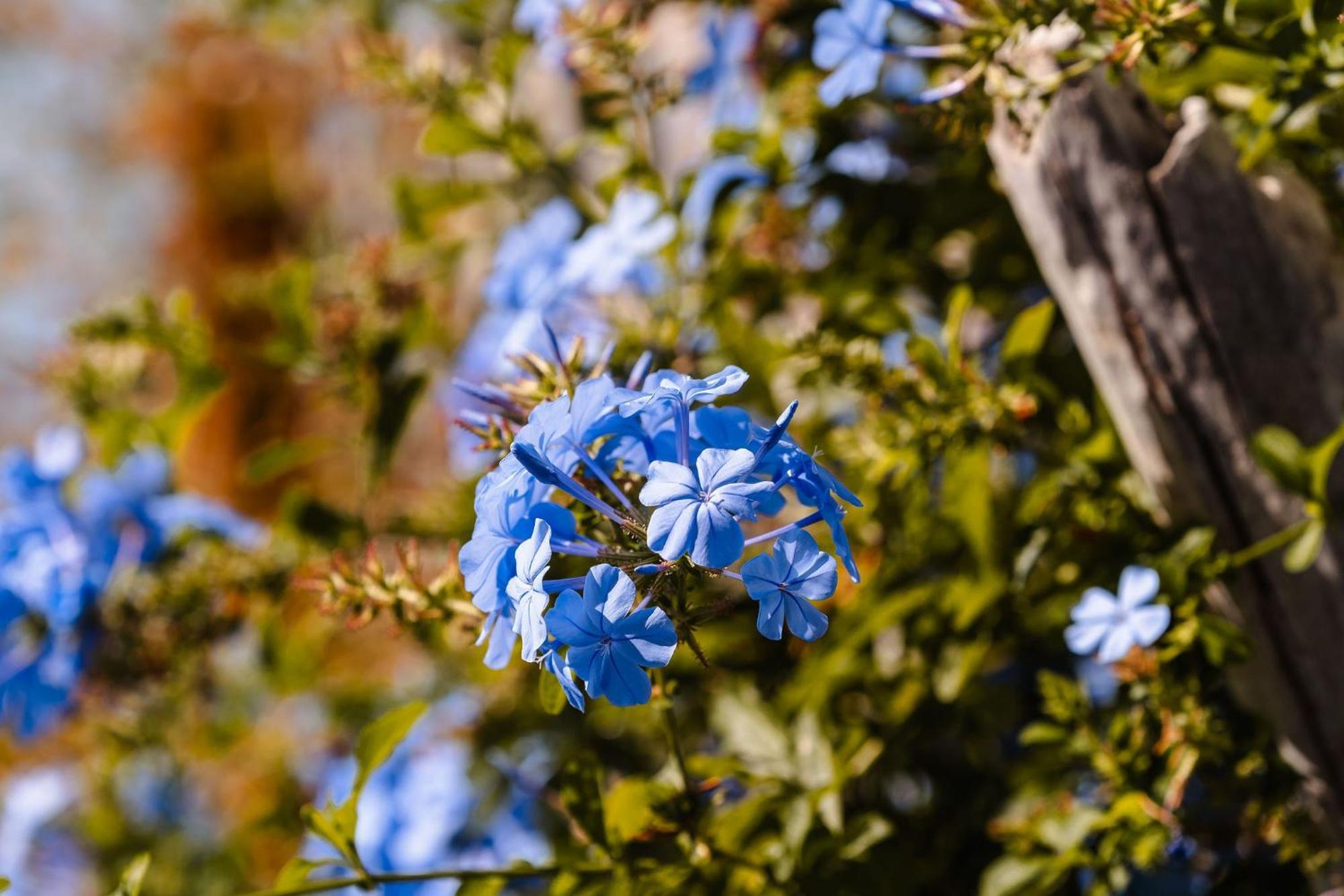 Julie's Luxury Agia Anna (Naxos)