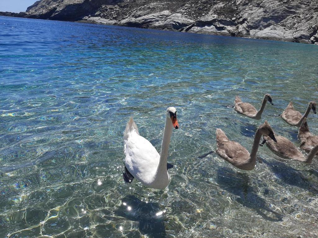 Apartment Andros Eco Gavrio