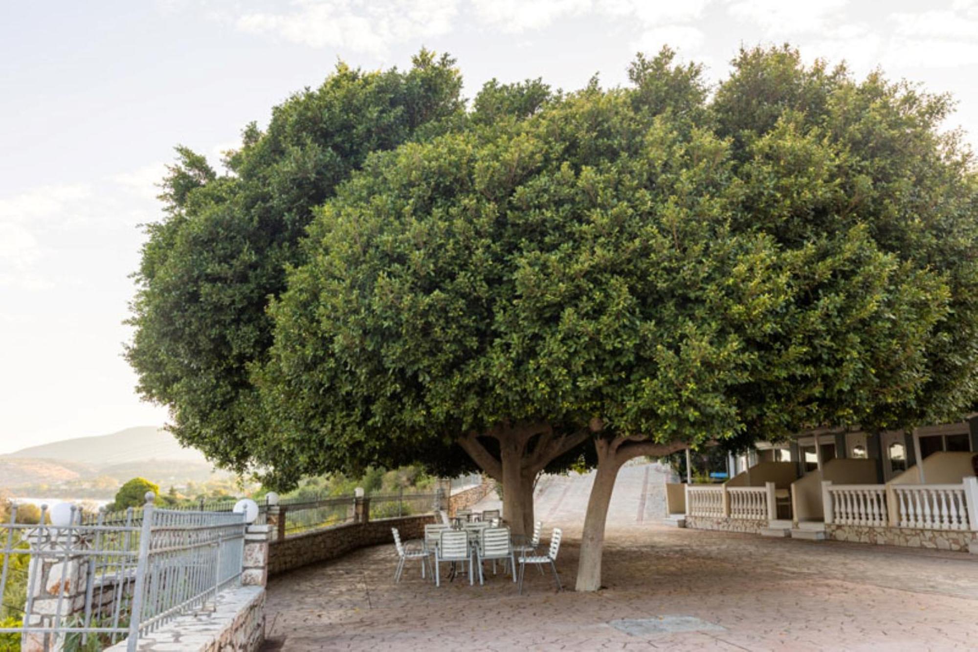 Pansion L'antic Guest house Koroni (Messinia)