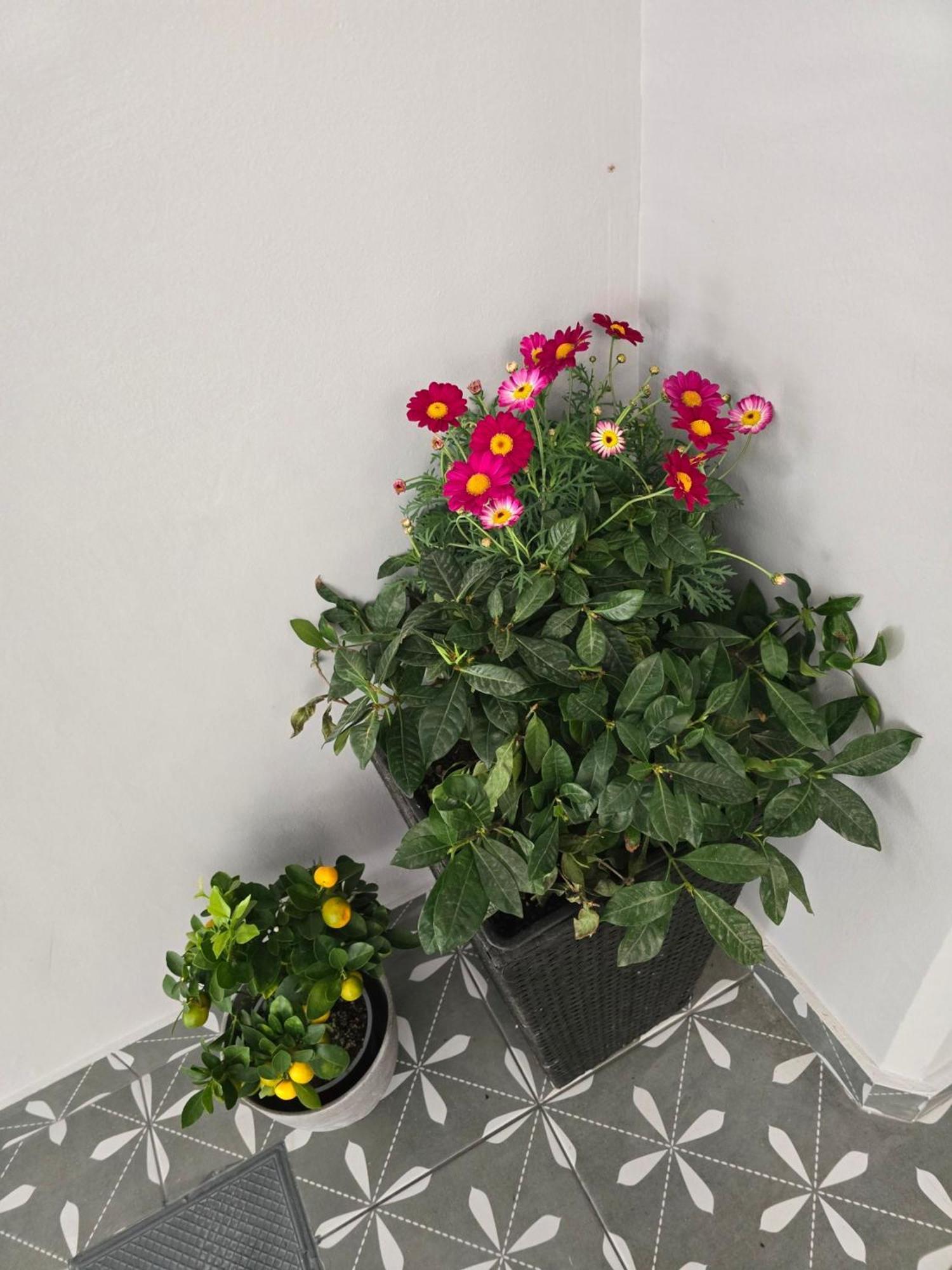 Glyfada's Cosy Apartment *
