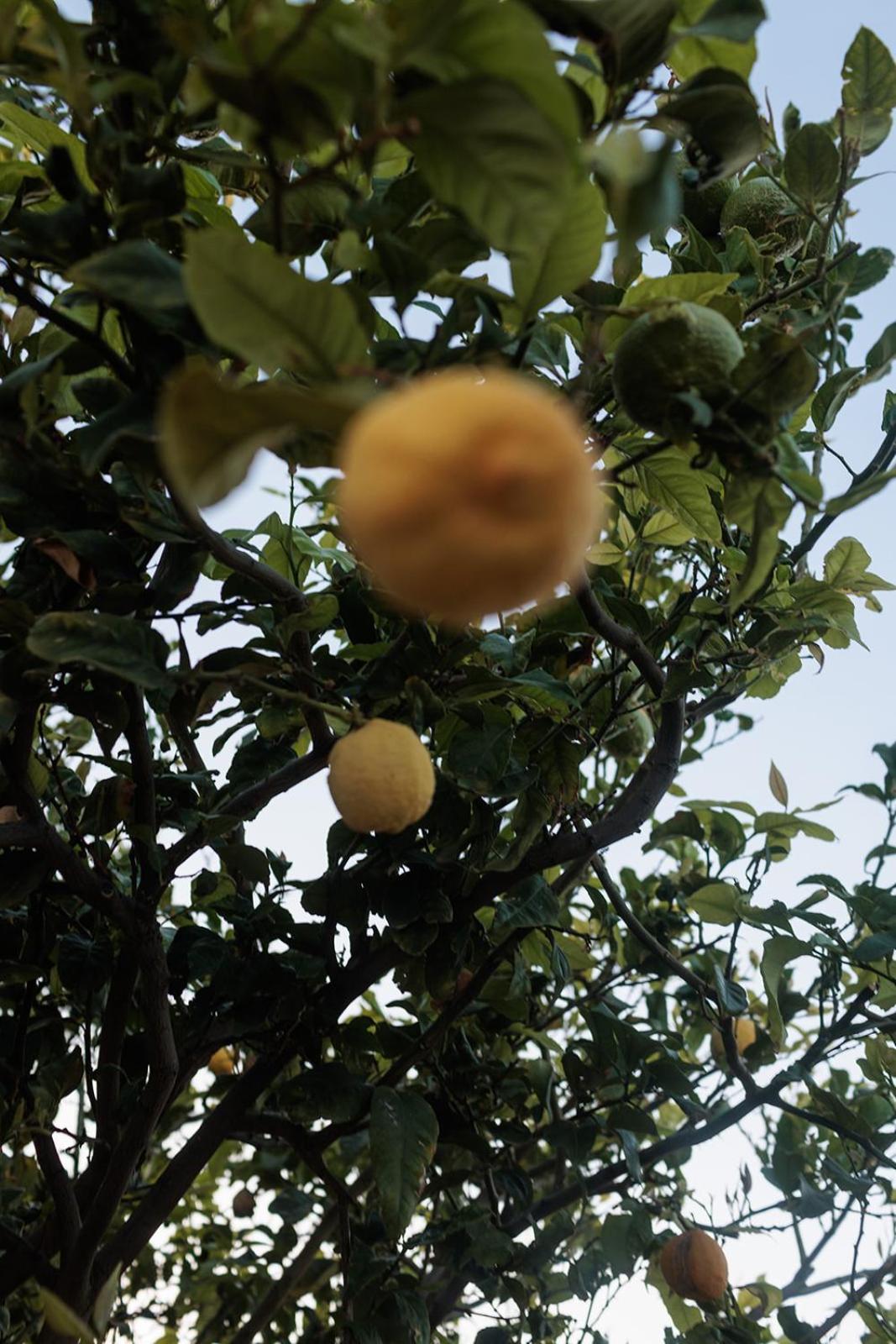 Evdokia - Luxury Olive Yard With Aegean View