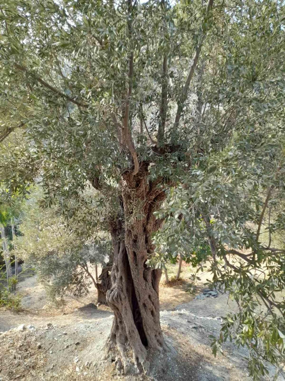 κόκκινος πύργος Plomari