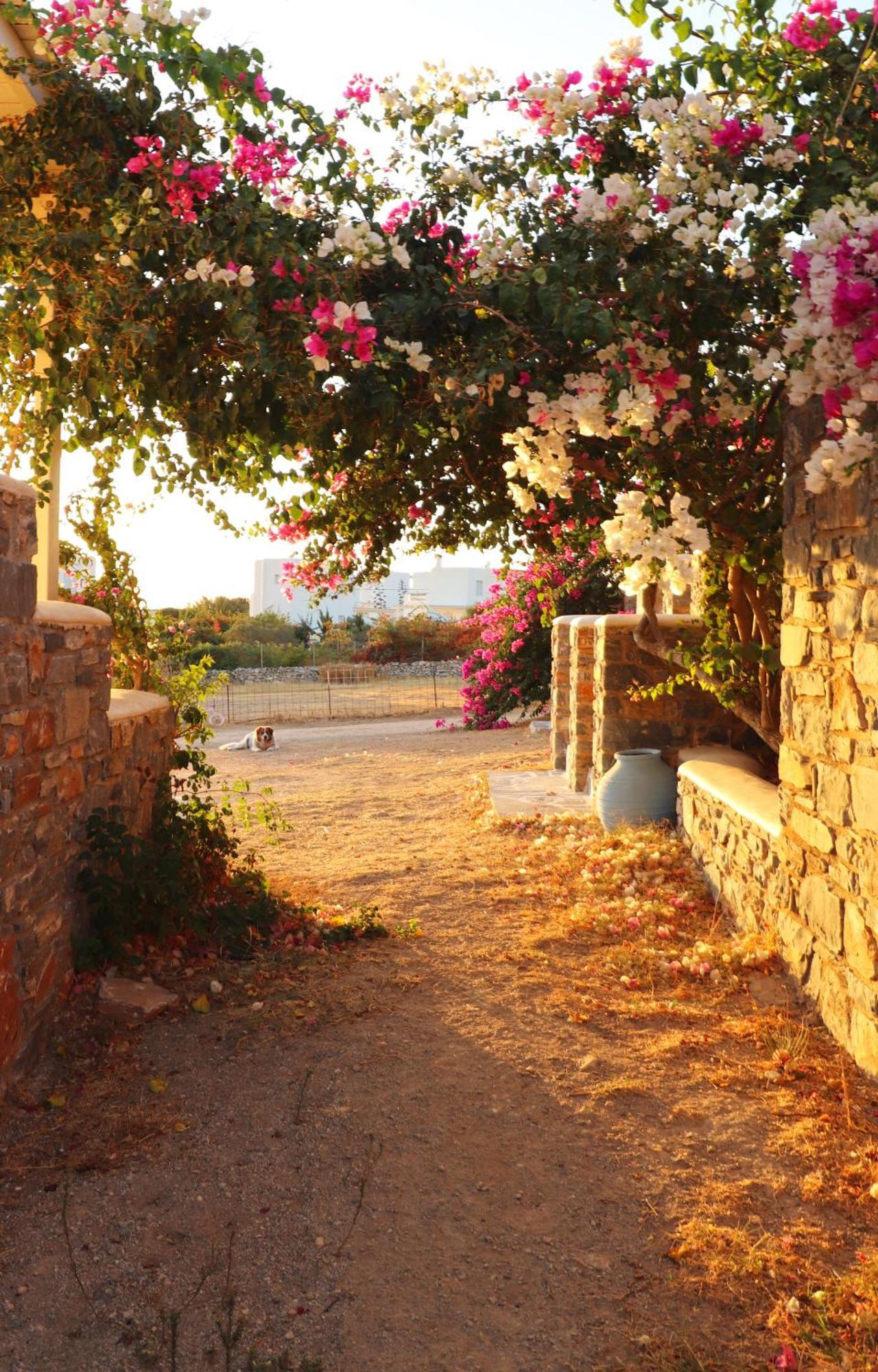 Sunny Naxos *