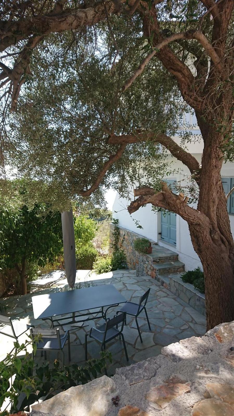 Olive Tree House