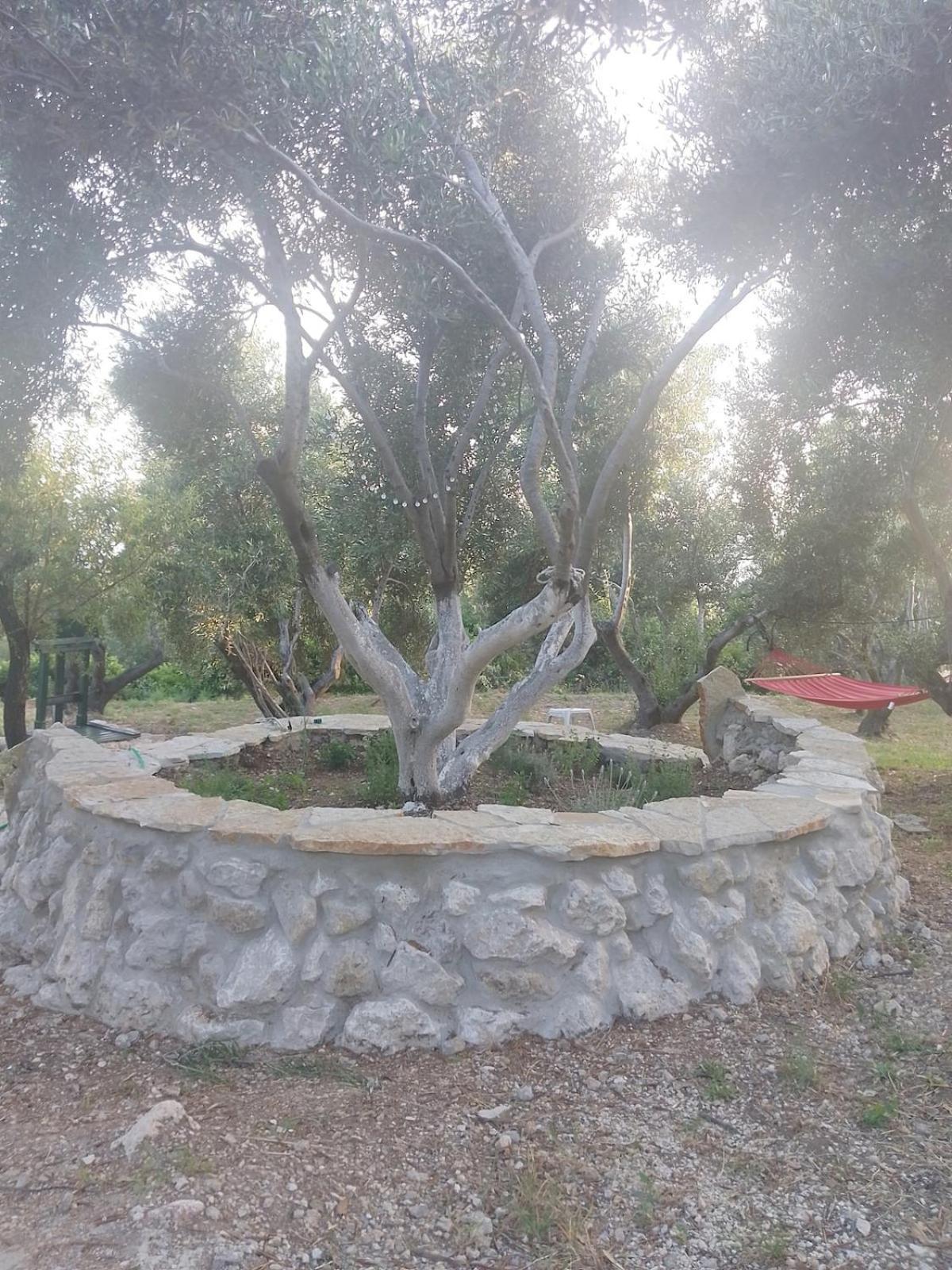 Terraoliva&herbs Campsite Vatos