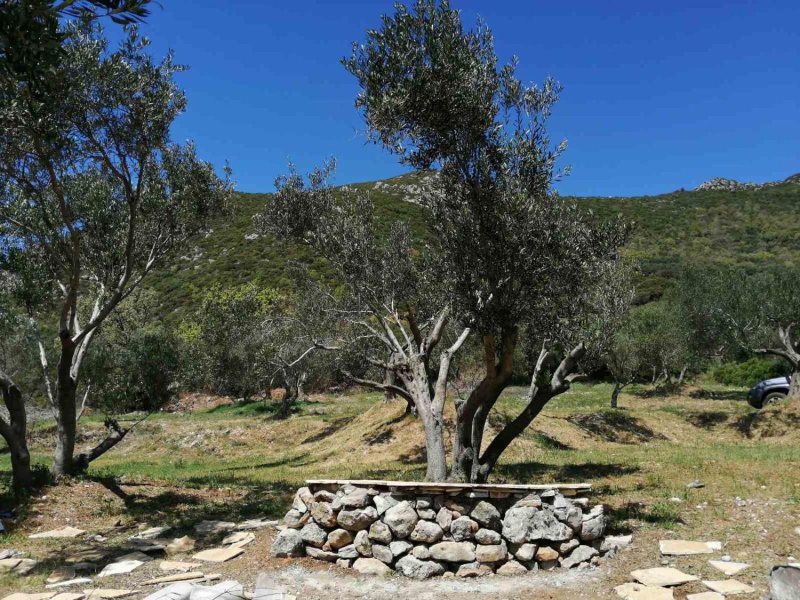 Campsite Terraoliva&herbs