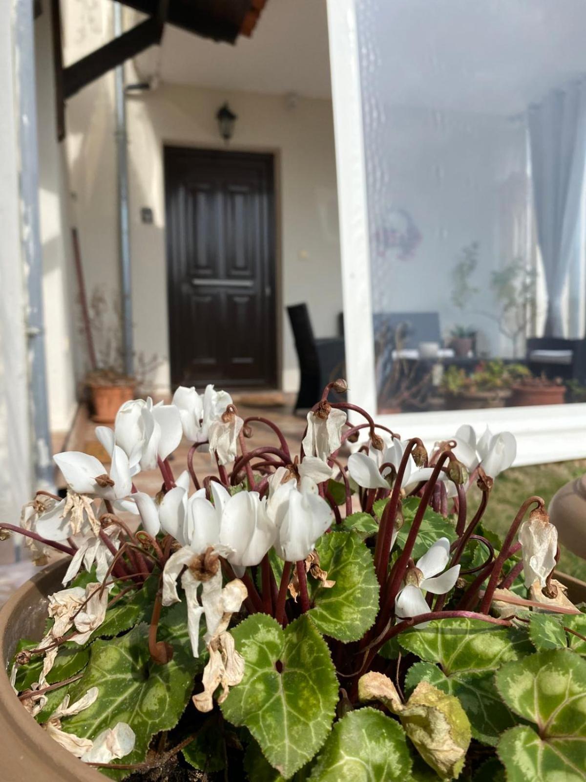 Golden House Alexandroupoli