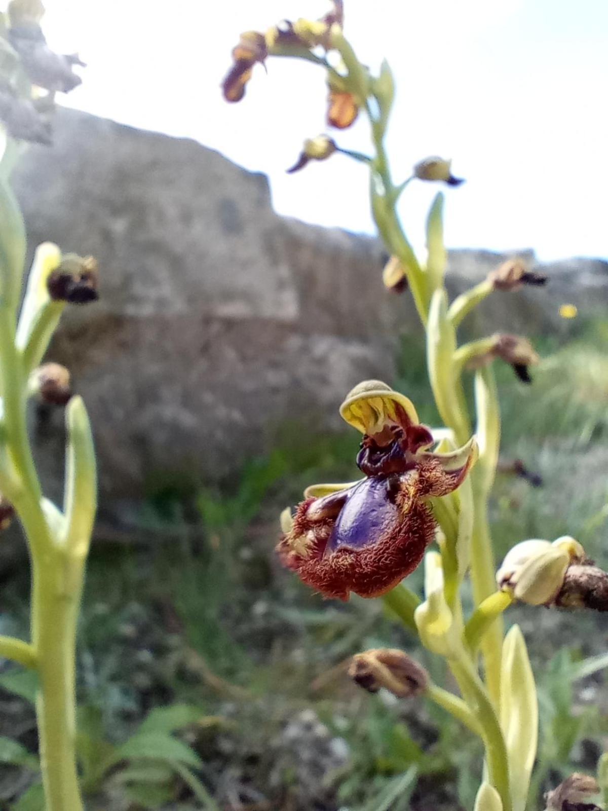 Emarmene Agrotouristic In Rhodes Nature Afantou