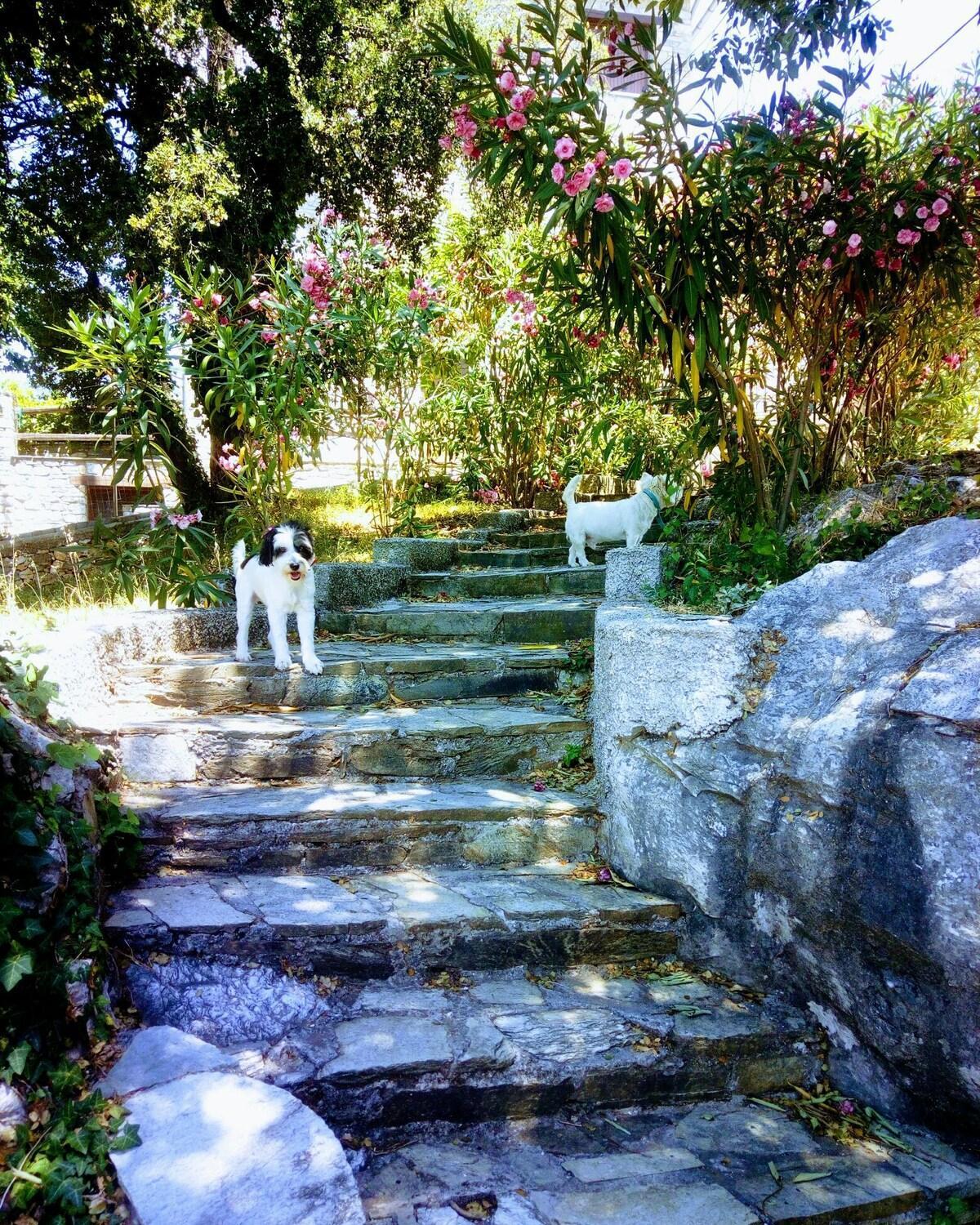 #perkyroseshome, Sea & Mountain Combo, Milies, S Pelion, Magnisia, Volos, Greece *