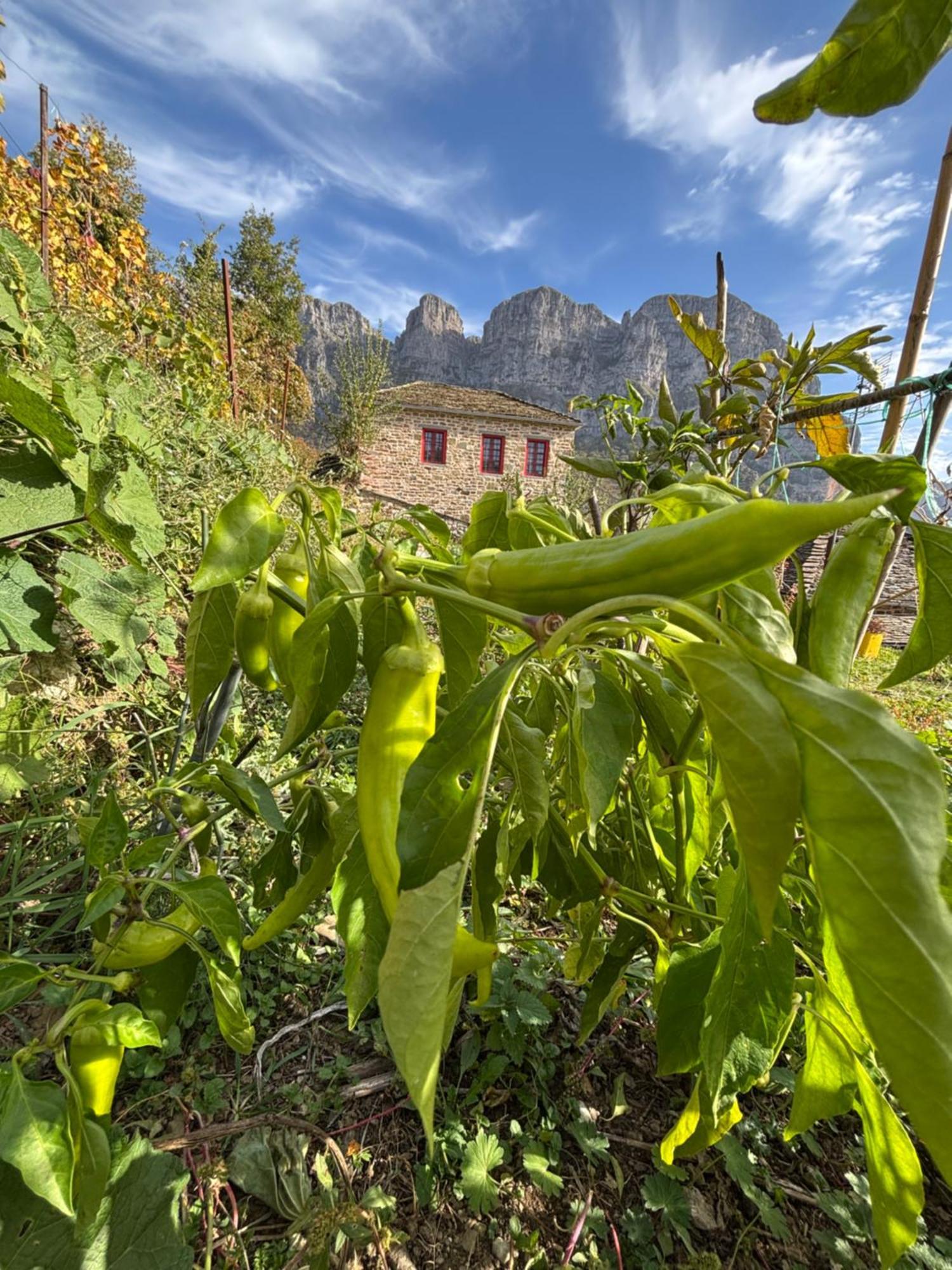 Morfeas Guest house Papigko