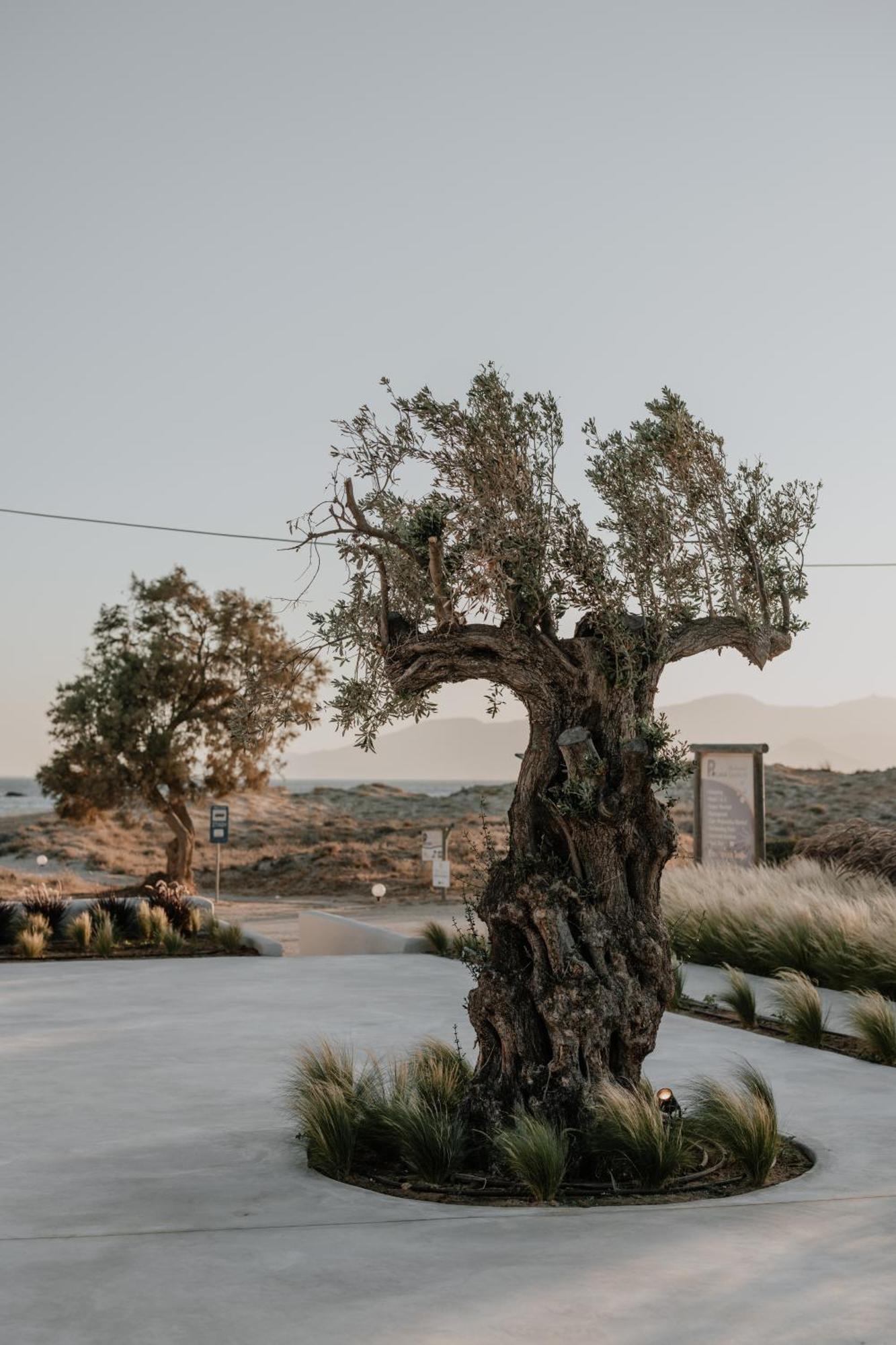 Onym Curated Villa Plaka (Naxos)