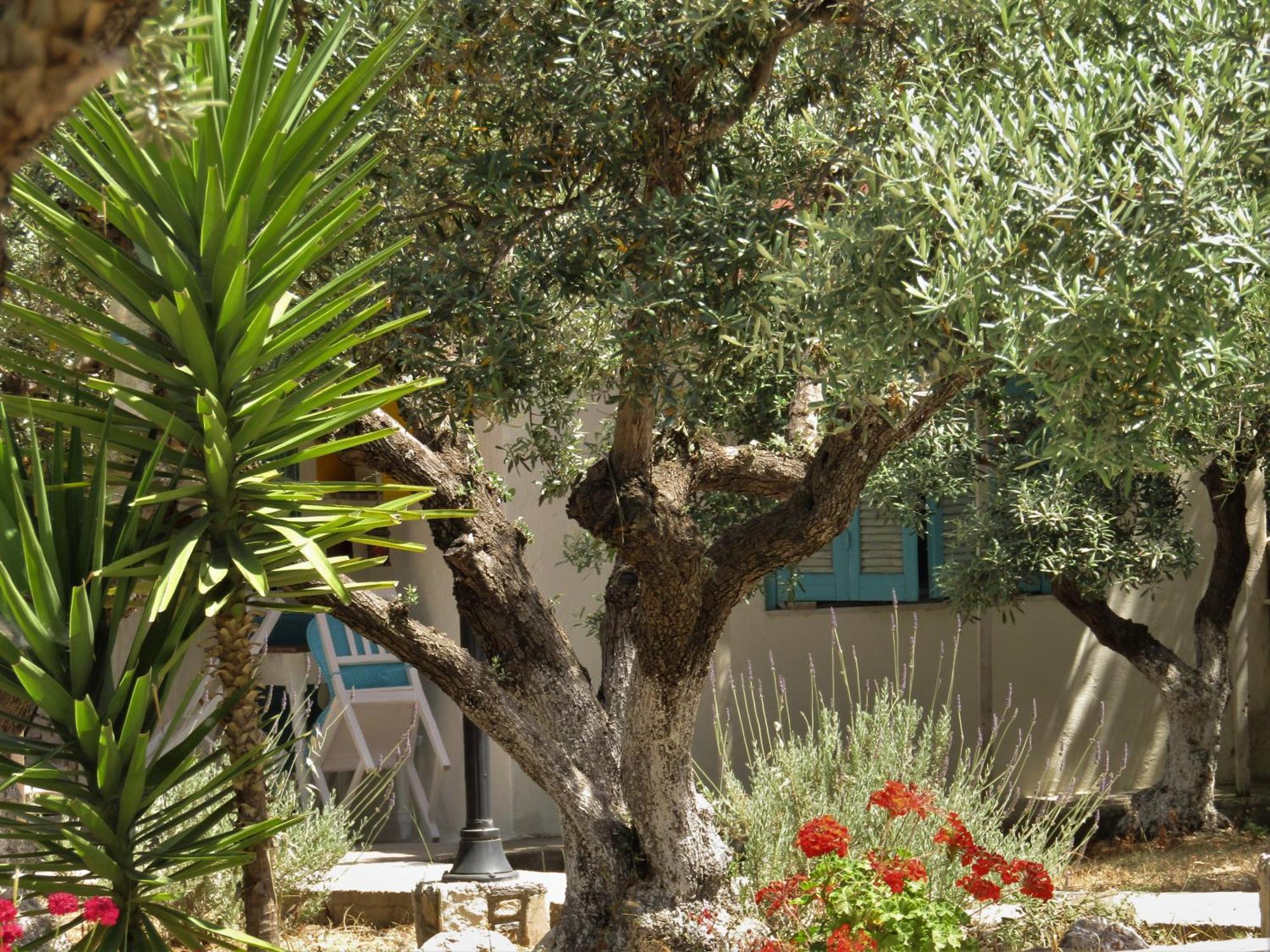 Apartment Asklipion Valley Kos Town