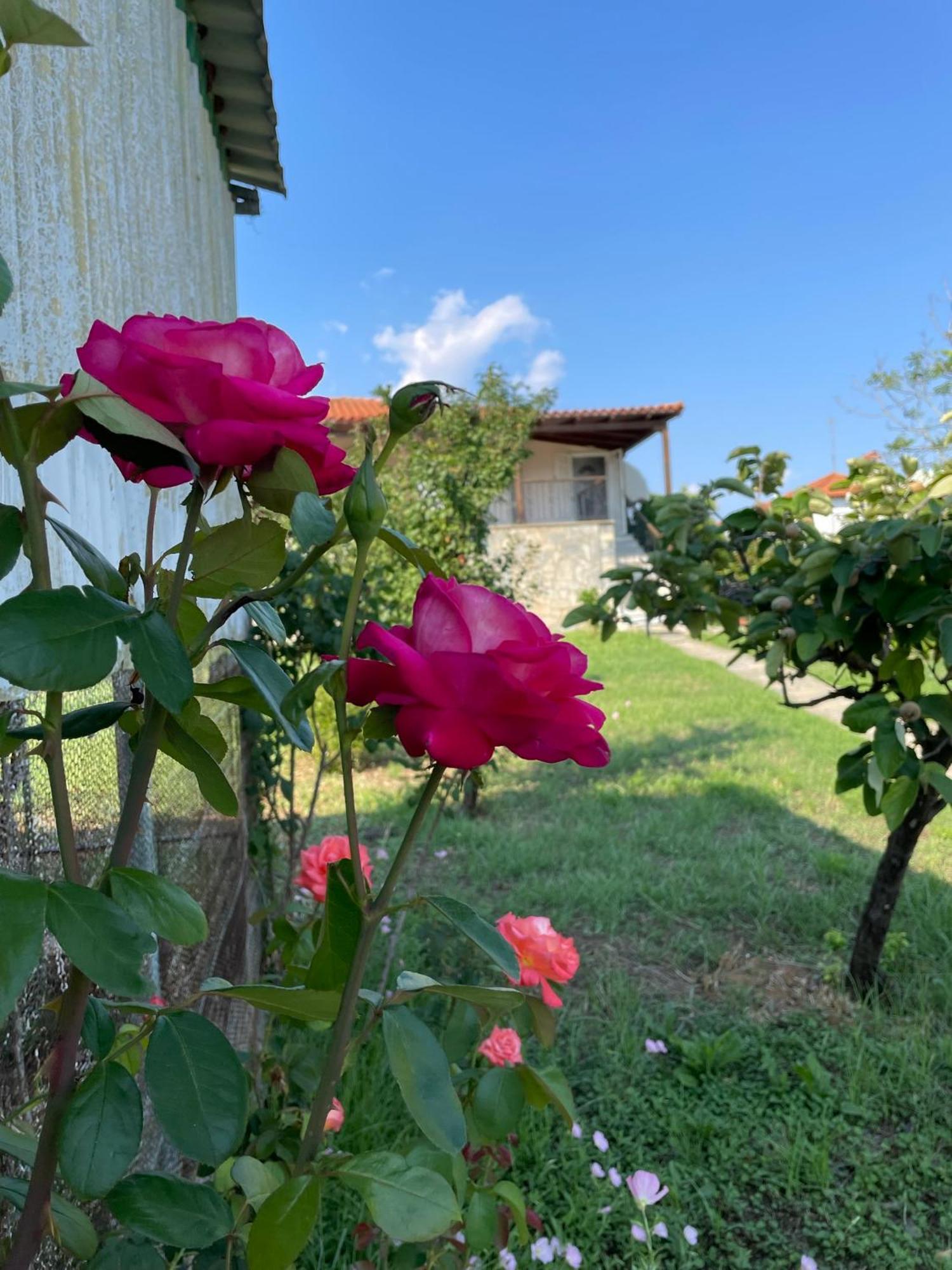 Carefree Dreams : In Chalkidiki Flogita