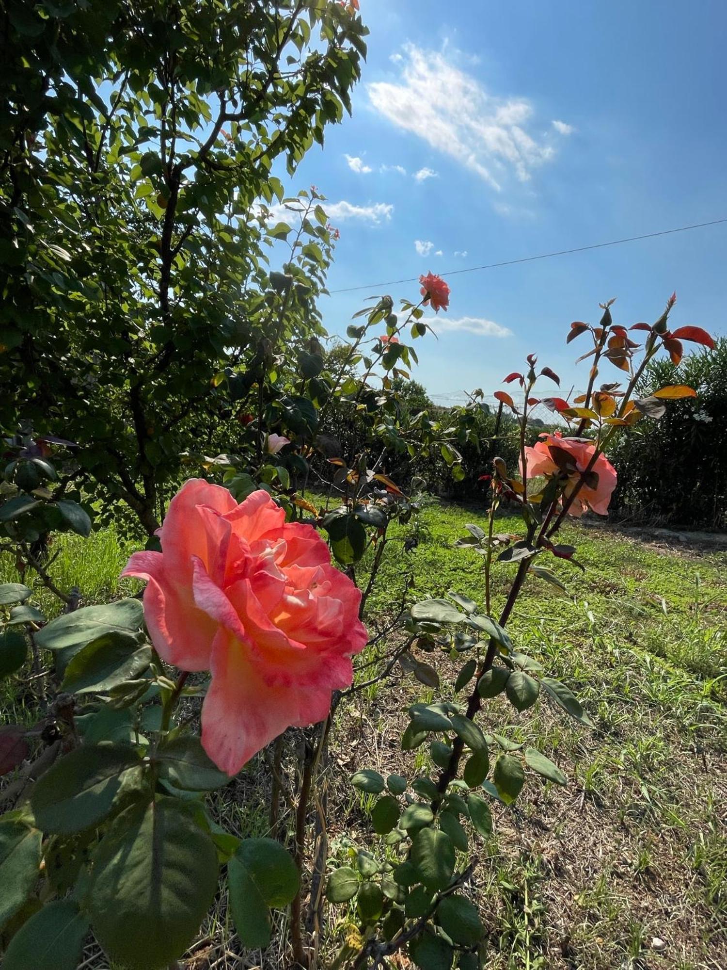 Holiday home Carefree Dreams : In Chalkidiki Flogita